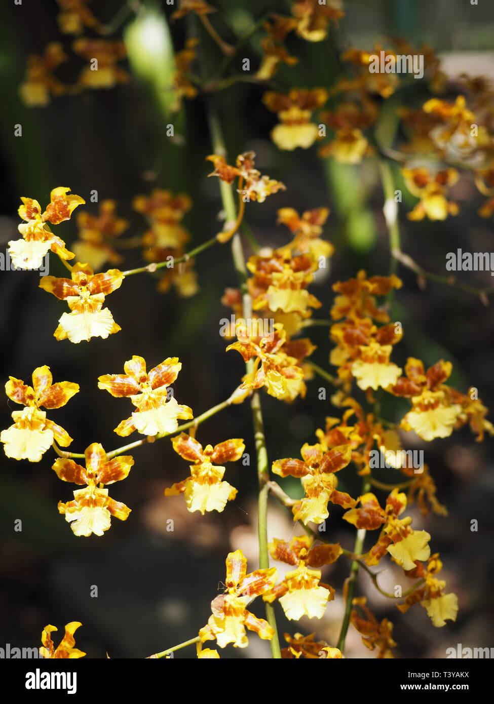 Golden orchidee. Foto Stock