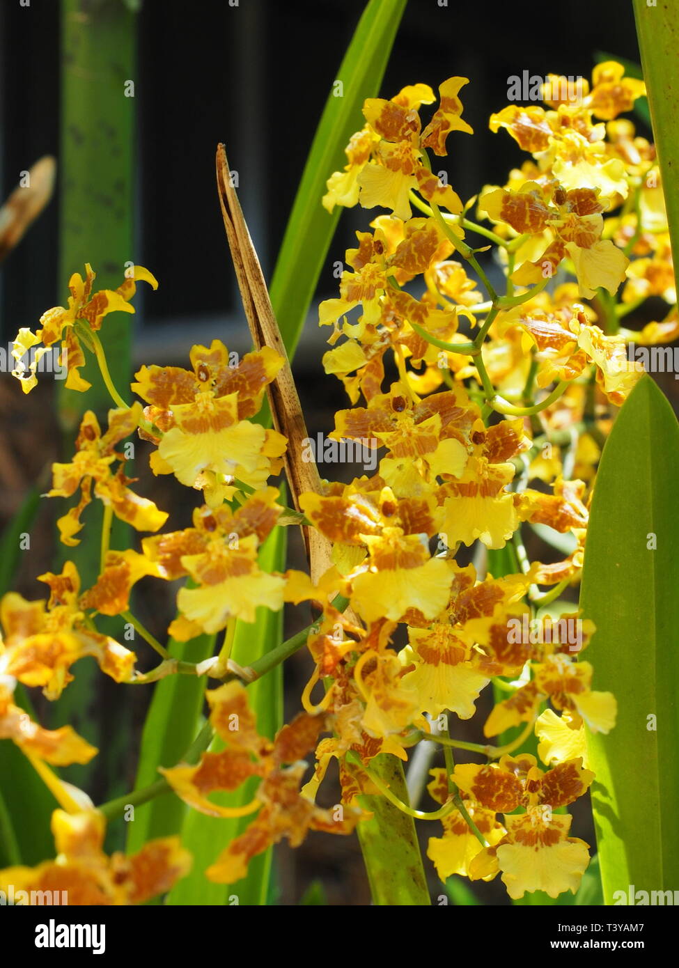 Golden orchidee. Foto Stock