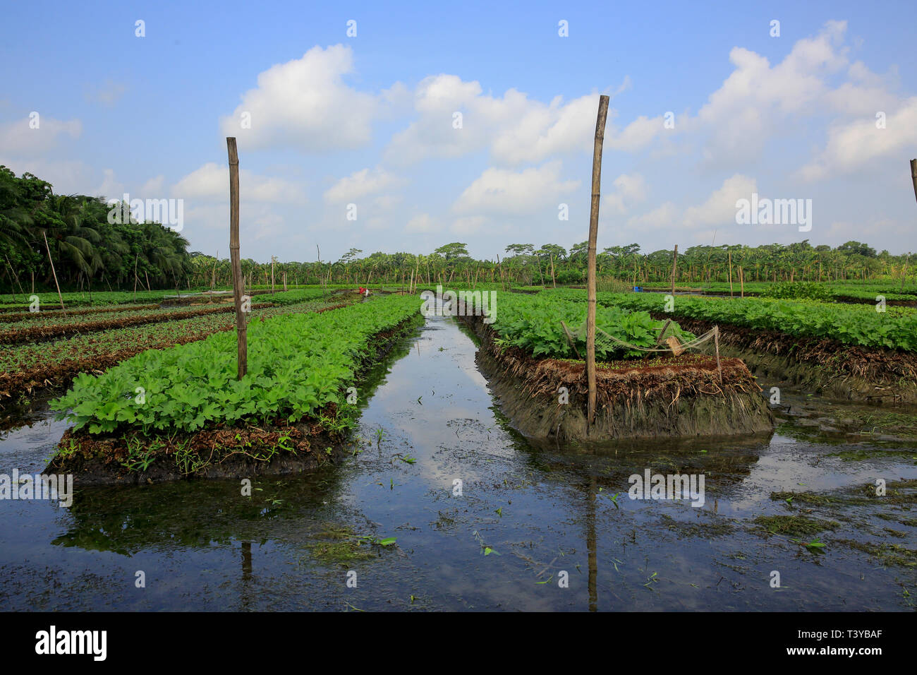 Aziende agricole flottante in distretti costieri di Pirojpur sono state riconosciute come globalmente importante patrimonio agricolo sistemi mediante il Cibo di ONU e Agricu Foto Stock