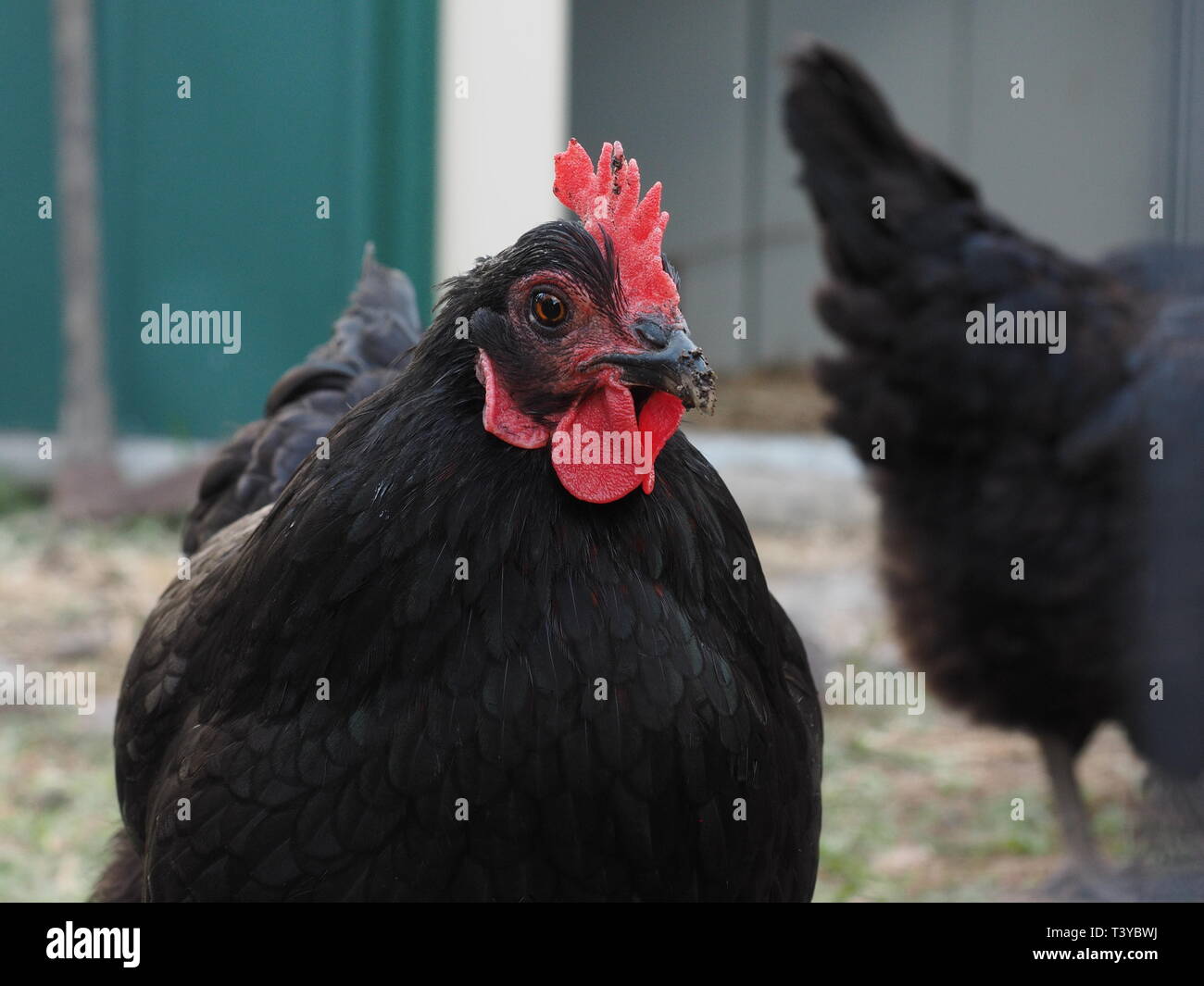 Galline nero. Il nero le galline ovaiole in un intervallo libero cantiere. Foto Stock