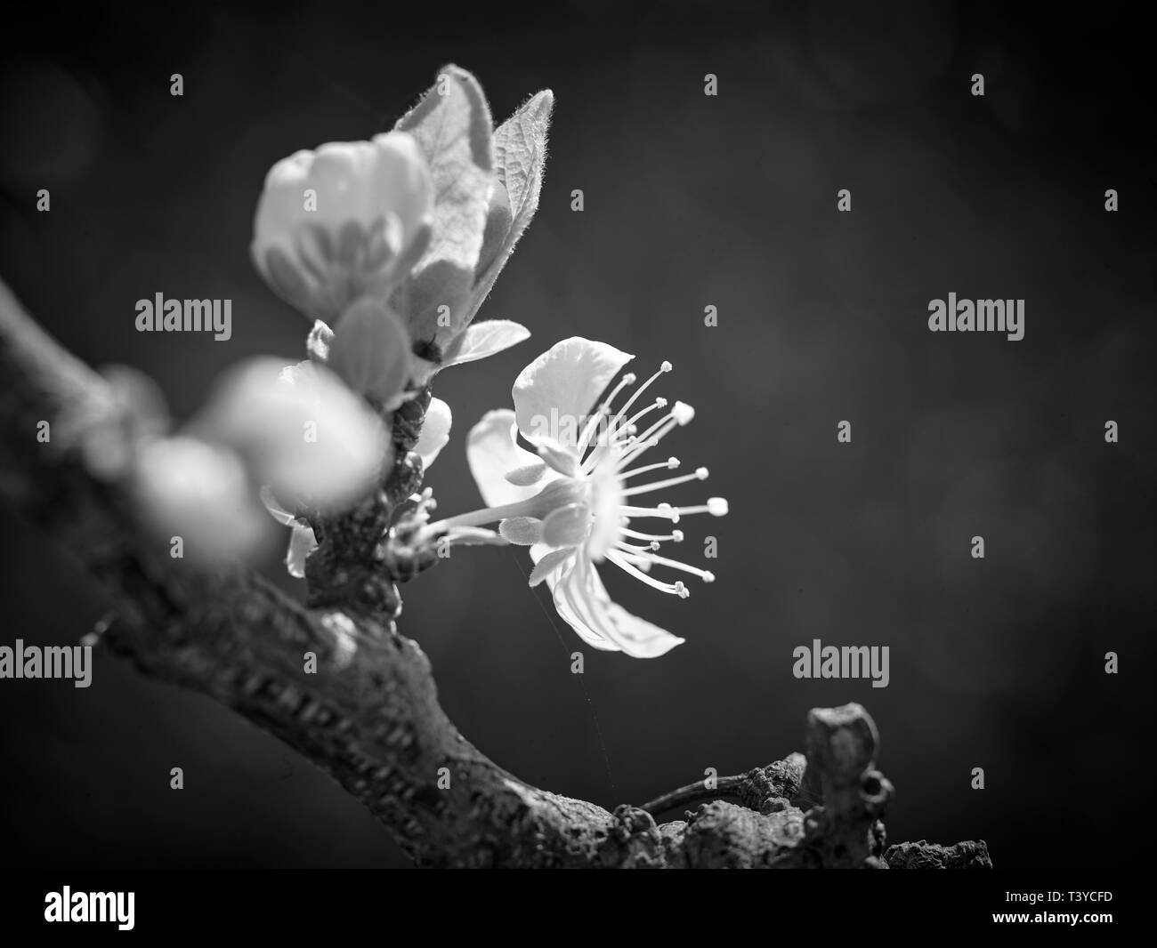Bianco primavera fiore su giardino alberi da frutto natura ritratto primo piano Foto Stock