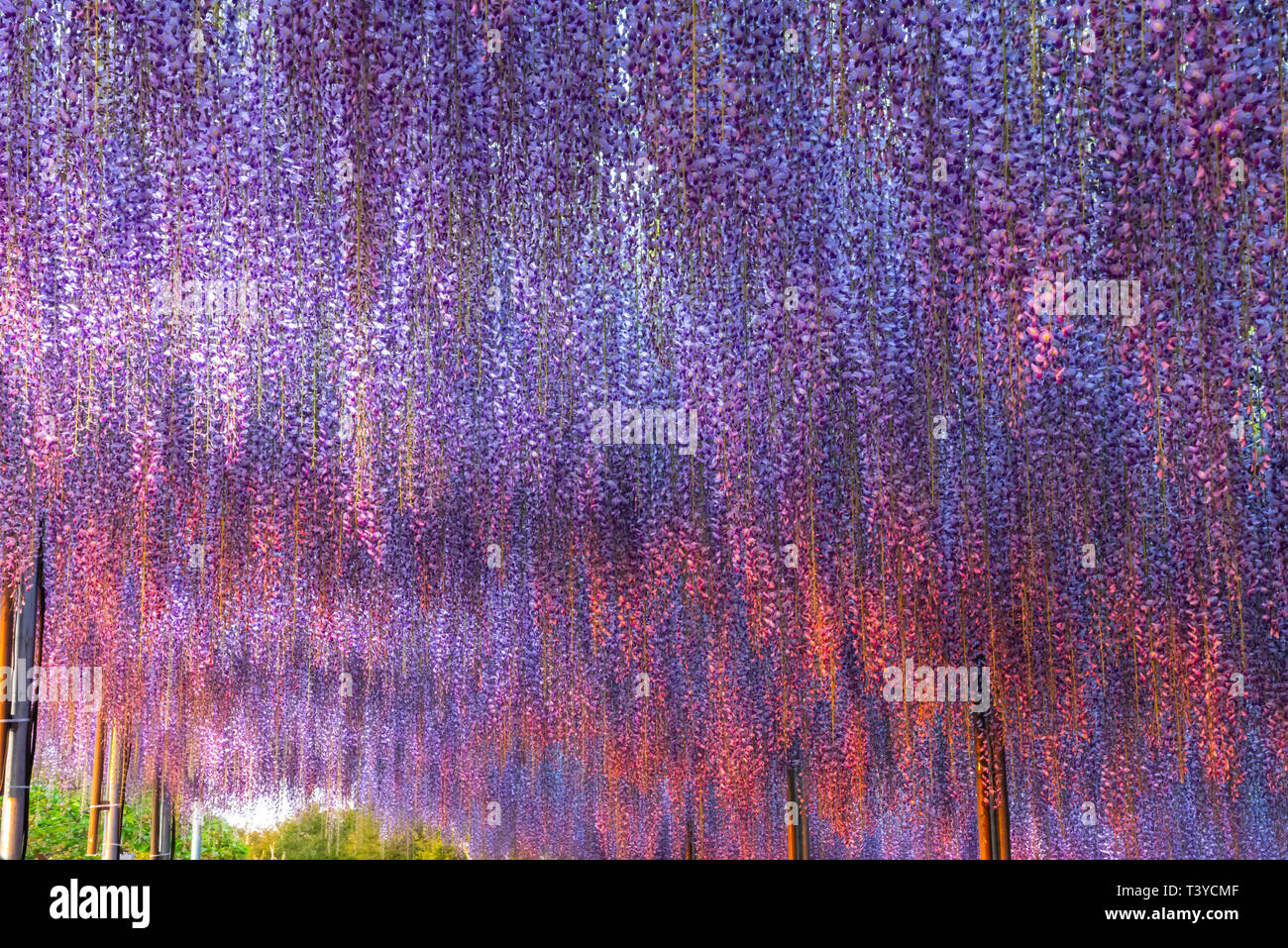 Vista della piena fioritura viola gigante rosa Wisteria trellis. bellezza misteriosa quando illuminata di notte con colorati fiori di fioritura. Ashikaga Flower Pa Foto Stock