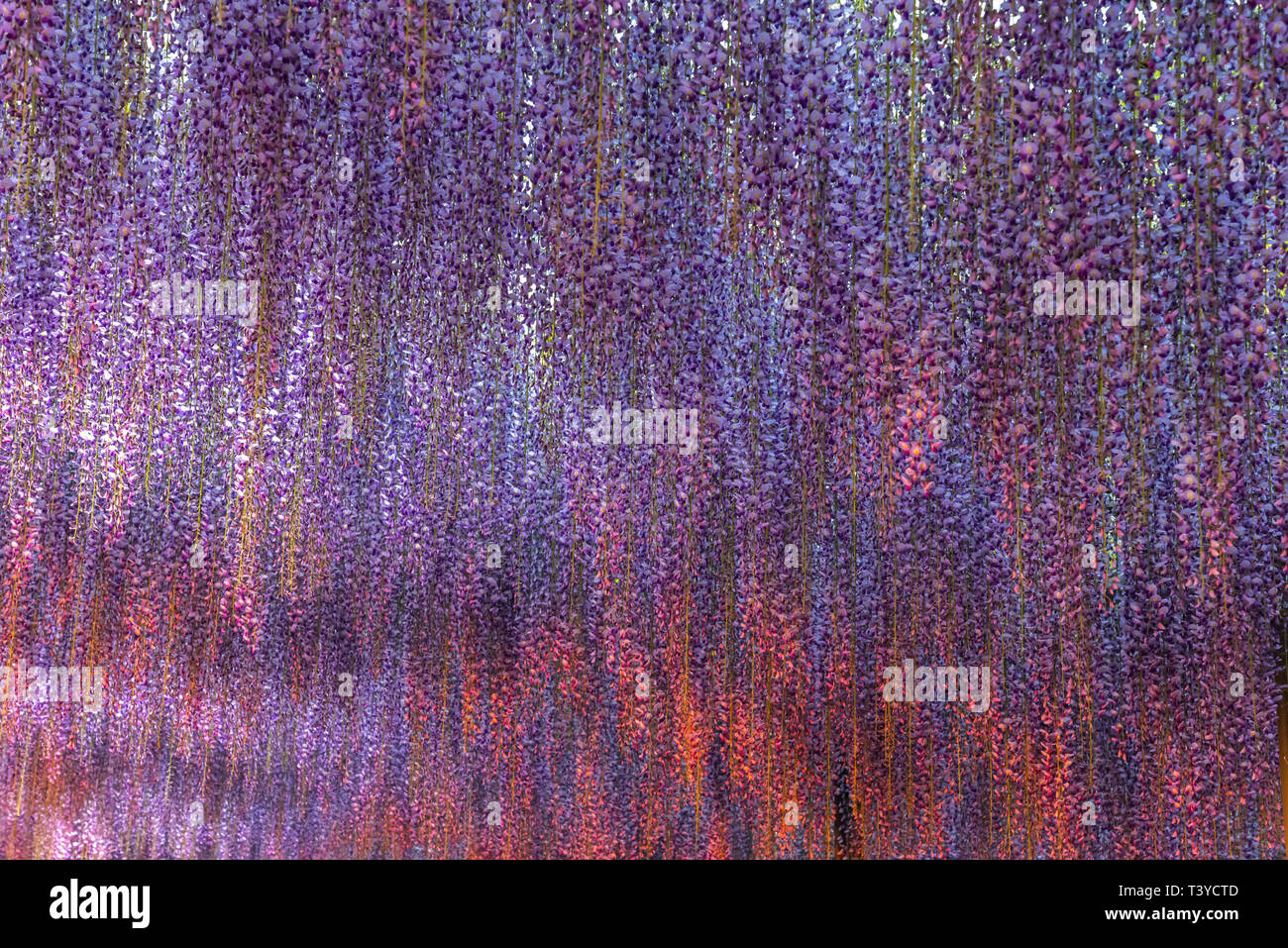 Vista della piena fioritura viola gigante rosa Wisteria trellis. bellezza misteriosa quando illuminata di notte con colorati fiori di fioritura. Ashikaga Flower Pa Foto Stock