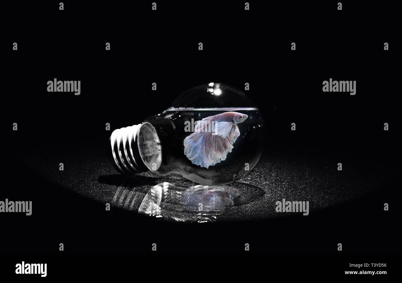Pesci di lampadina Foto Stock