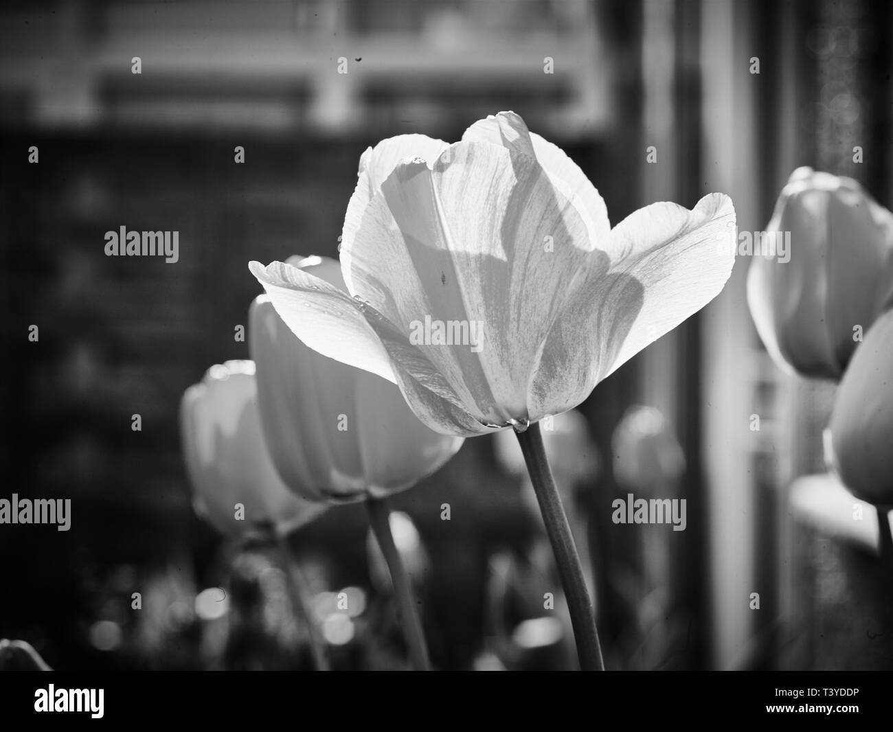 Tulip flower natura ritratto Foto Stock