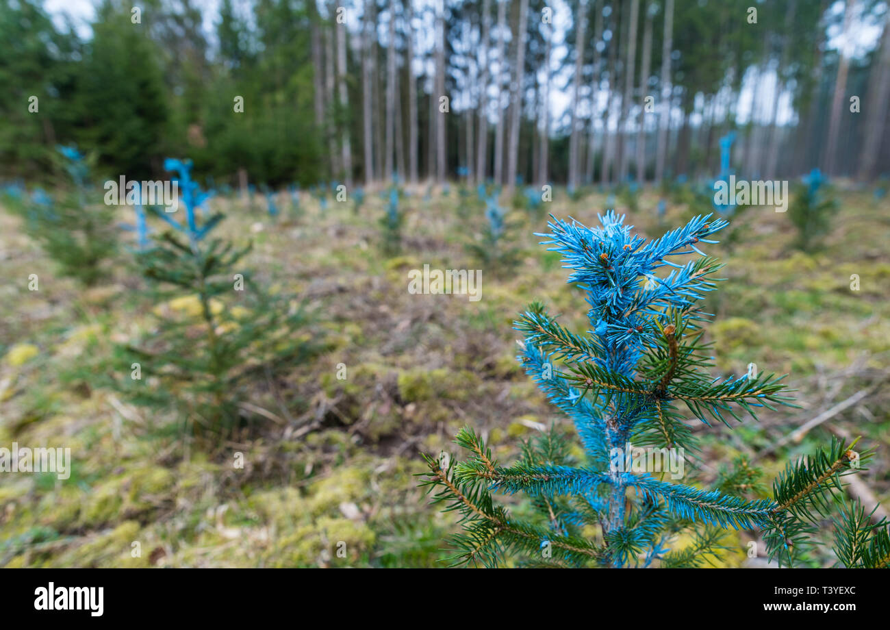 Restauro della foresta. I giovani pini dettaglio. Pinus. Dipinto di blu aghi. Piccoli alberi di conifere. Area rimboscate. Verde di conifere nuova crescita. La silvicoltura, eco. Foto Stock