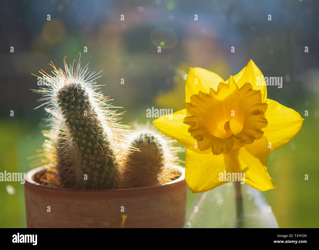 Un cactus si siede accanto a un Daffodil su una cucina windows battuta (davanzale) nella luce del sole di primavera. Foto Stock