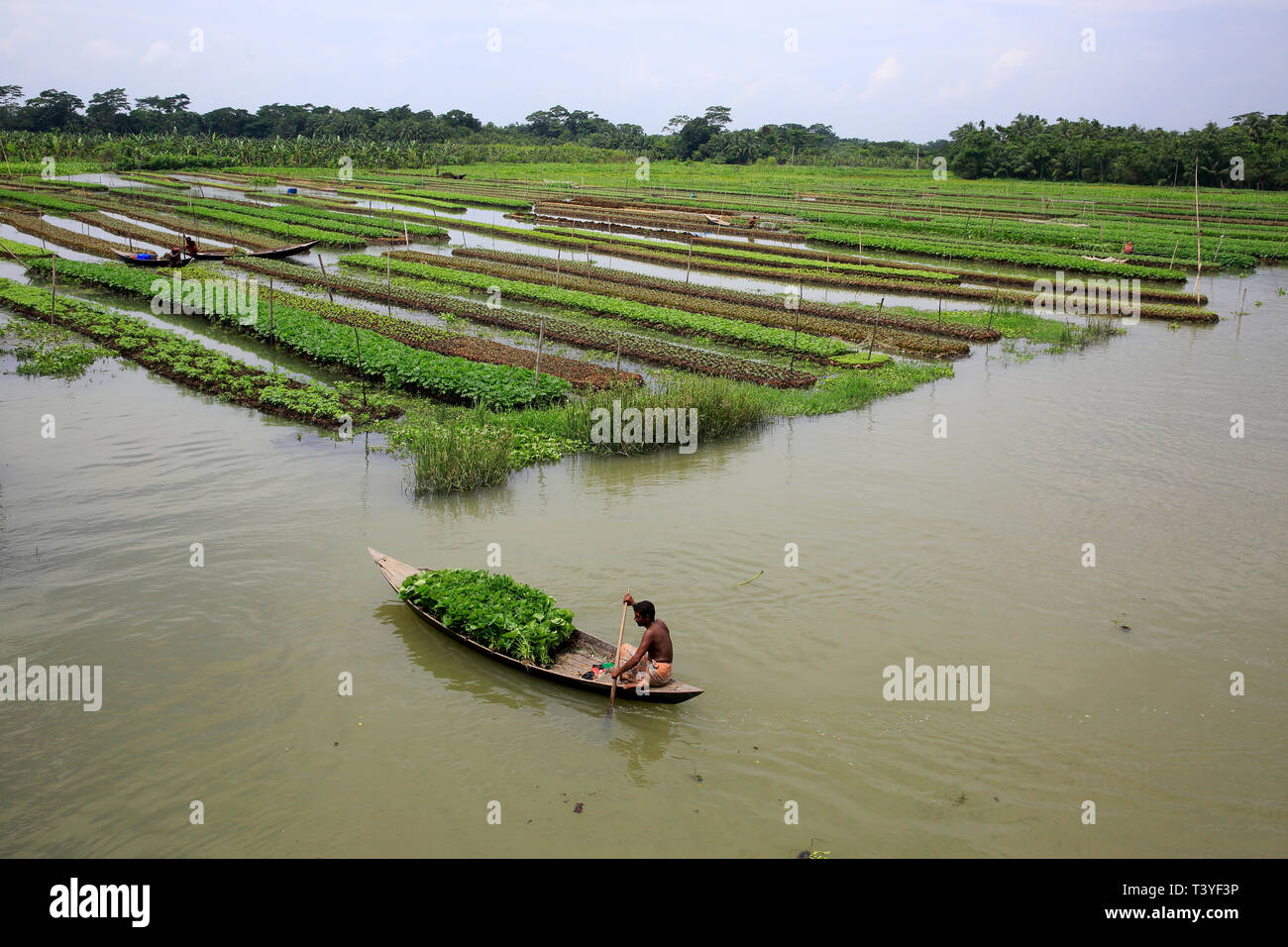 Aziende agricole flottante in distretti costieri di Pirojpur sono state riconosciute come globalmente importante patrimonio agricolo sistemi mediante il Cibo di ONU e Agricu Foto Stock