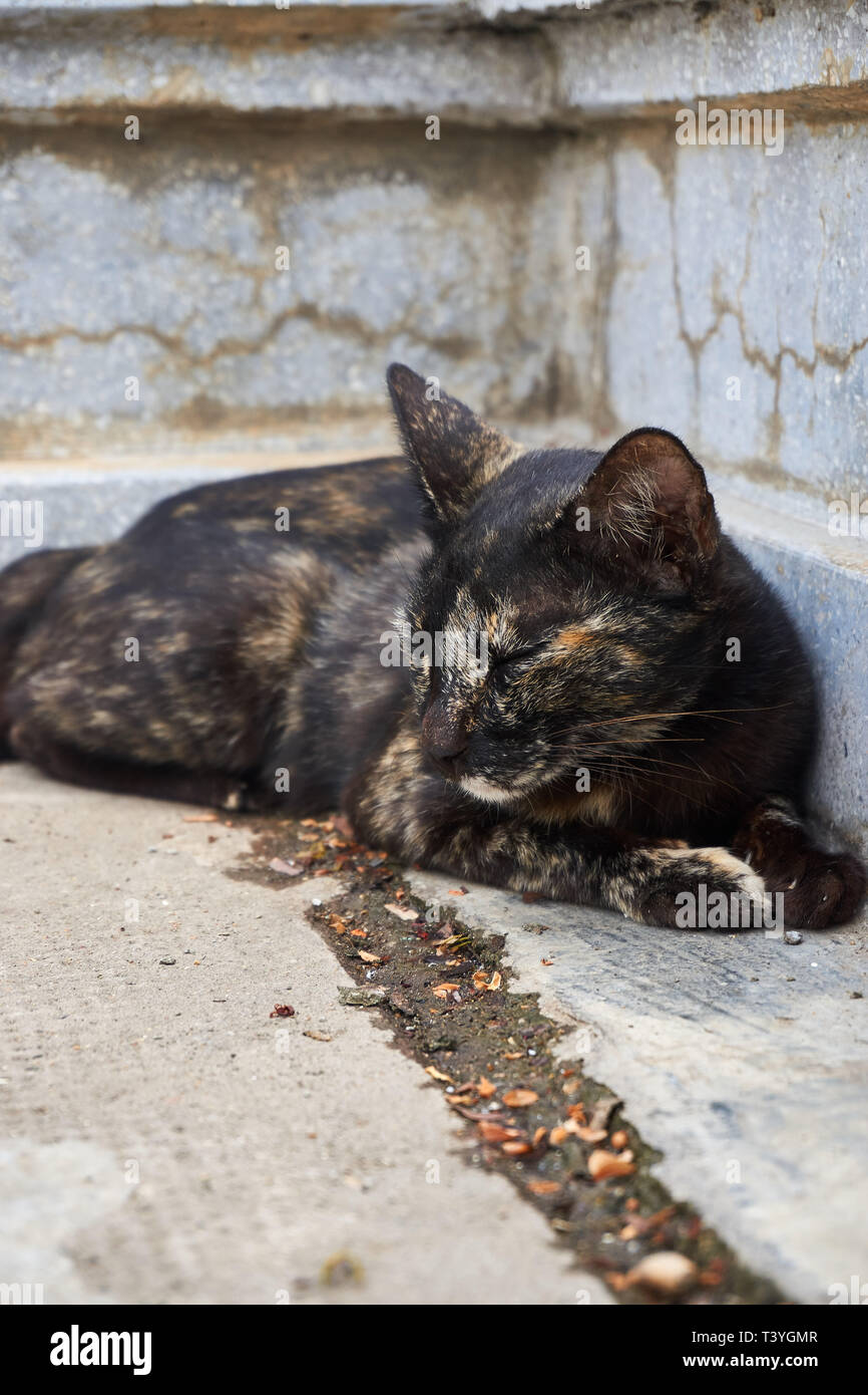 Un gatto nero con brown, arancione e macchie bianche, appoggia con gli occhi chiusi sul terreno entro il palazzo reale motivazione in Phnom Penh Cambogia. Foto Stock