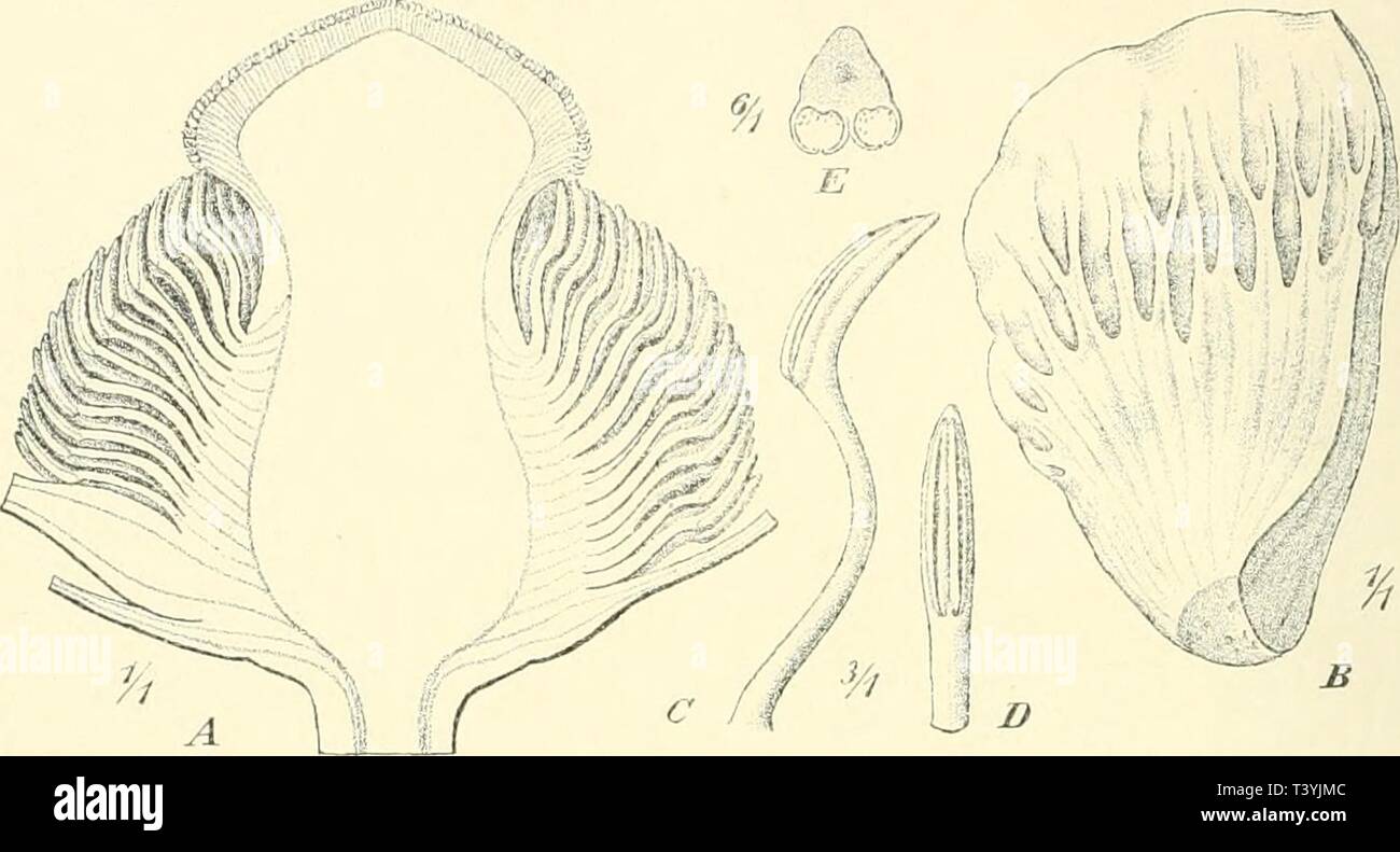 Immagine di archivio da pagina 341 di Die Pflanzenwelt der peruanischen Anden. Die Pflanzenwelt der peruanischen Anden in ihren Grundzügen dargestellt diepflanzenweltd00webe Anno: 1911 270 Dritter Teil. unterbrechen die Grassteppe andere Formationen. In den Vereinen der Fel- senpflanzen bemerken wir als fremdartige, der steppa fehlende vegetazioni- Fig. 62. Laccopctalum gigantciDu (Weddell) Ulbrich. - Un Längsschnitt durch die Blüte nach der Entfernung Blütenhülle, B Halbiertes Blumenblatt von oben gesehen. C Anthere von der Seite gesehen. D Dieselbe von außen gesehen. E Dieselbe Querschnitt im. Foto Stock