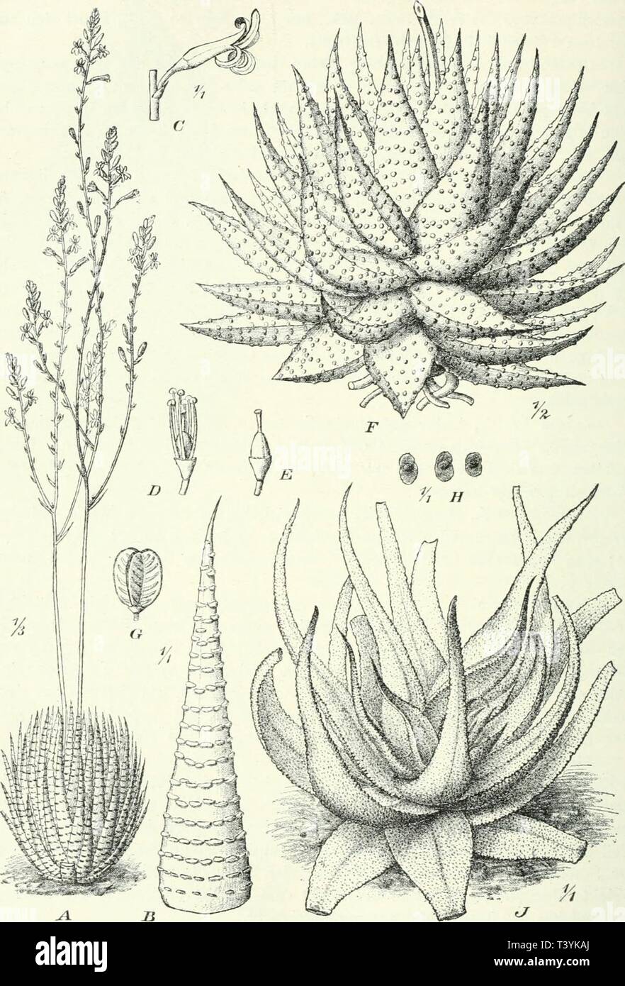 Immagine di archivio da pagina 365 di Die Pflanzenwelt Afrikas, insbesondere circuizione. Die Pflanzenwelt Afrikas, insbesondere circuizione tropischen Gebiete : Grundzge der Pflanzenverbreitung im Afrika und die Charakterpflanzen Afrikas diepflanzenwelta02engluoft Anno: 1910 318 Liliiflorae. - Liliacee, Fig. 216. A-E "Haworthia" fasciata Haw. F-// Haw. margaritifera Haw. y Haw. radnla Haw, (Alle im südlichen Kapland). Foto Stock