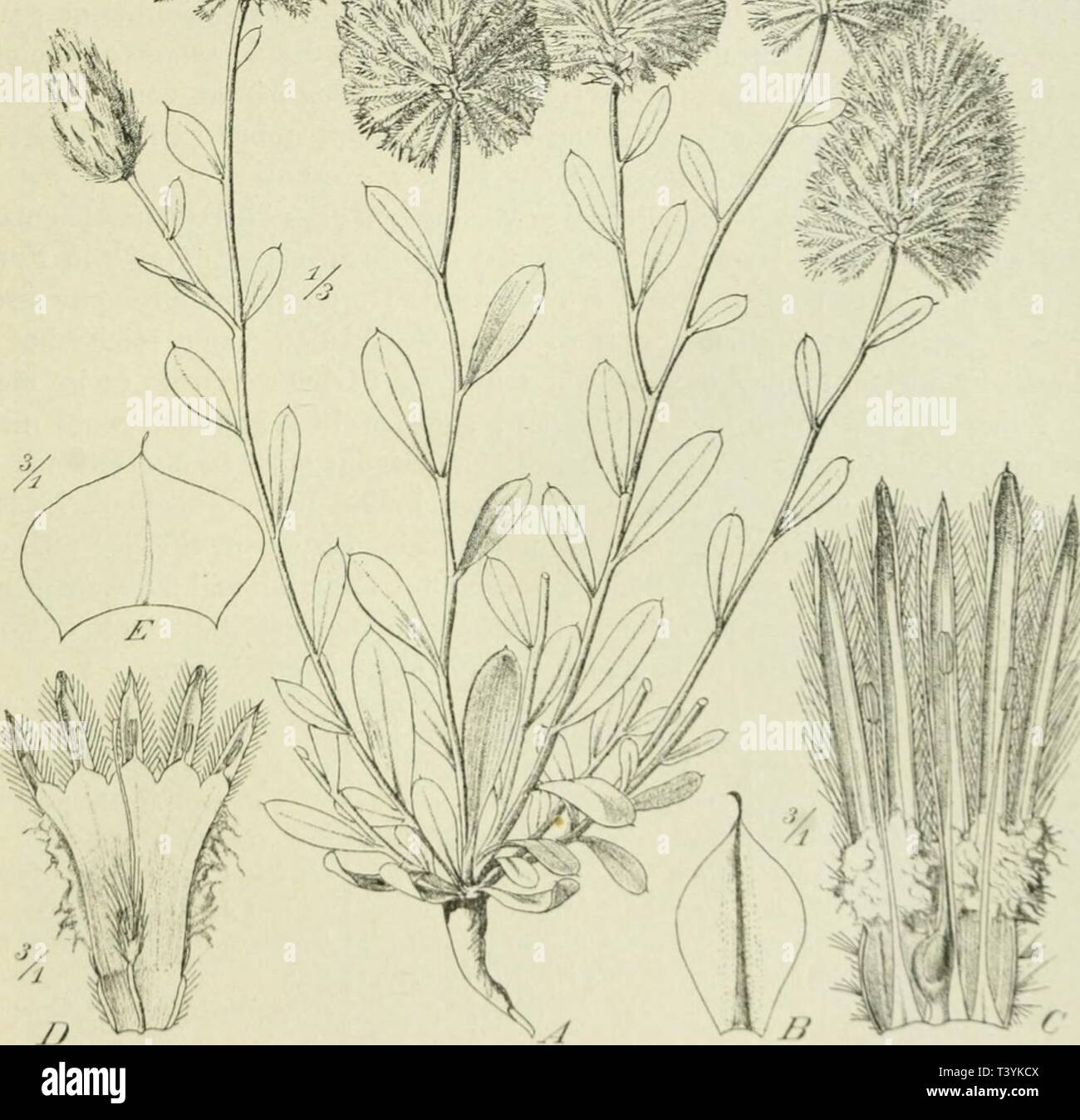 Immagine di archivio da pagina 368 di Die Pflanzenwelt von West-Australien südlich. Die Pflanzenwelt von West-Australien südlich des Wendekreises. Mit einer Einleitung über die Pflanzenwelt Gesamt-Australiens in Grundzügen. Ergebnisse einer im Auftrag der Humboldt-Stiftung der Kgl. Preussischen Akademie der Wissenschaften, 1900-1902 unternommenen Reise diepflanzenweltv00dieluoft Anno: 1906 Fig. 71. .'/-C eine Charakterpflanze der Fremaea, Iruhiniuiii (xalltitum (Nees} Benth.: .-/ Habitus. B Hractee. C Hliite ausgebreitet. - D E Trichinium siphouaiiiiruni Diels: /&GT; lUiite ausgebreitet. E Bractee. Foto Stock