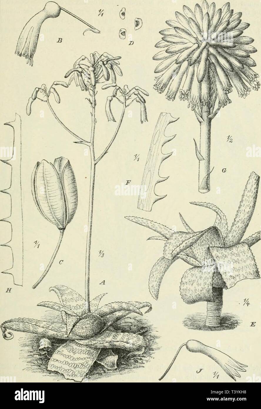 Immagine di archivio da pagina 374 di Die Pflanzenwelt Afrikas, insbesondere circuizione. Die Pflanzenwelt Afrikas, insbesondere circuizione tropischen Gebiete : Grundzge der Pflanzenverbreitung im Afrika und die Charakterpflanzen Afrikas diepflanzenwelta02engluoft Anno: 1910 Lilüflorae. Liliacee. 327 Fig. 225. A-D'Aloe lateritia Engl, (üsambara). E-G A. leptophylla N. E. marrone (Südwestliches Kapland, Worcester;. H, J A. Böhmii Engl. (Zentralafrikanisches Seengebietj Gonda). - G nach Bot. A Magaz., das übrige nach Berger. Foto Stock