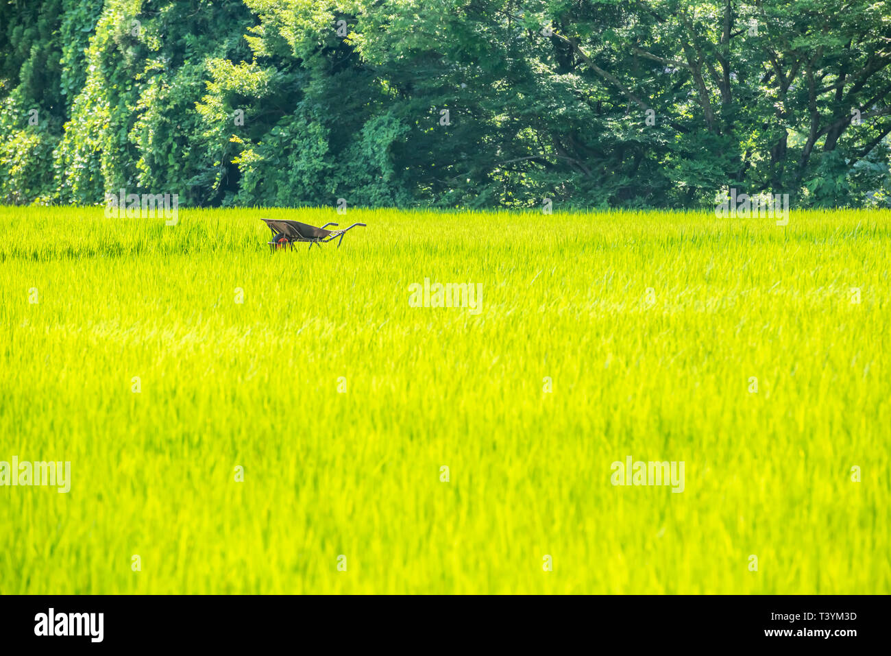 Carriola in giallo campo di riso Foto Stock