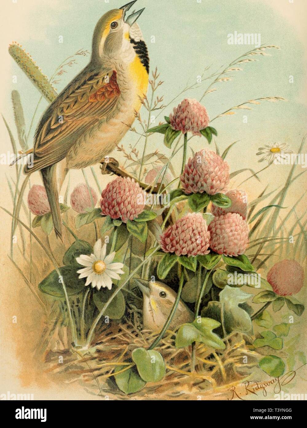 Immagine di archivio da pagina 474 di Die Vogelwelt Nord-Amerikanische (1889). Die Vogelwelt Nord-Amerikanische dienordamerikani10nehr Anno: 1889 SPIZA AMKRICANA RIDGW. SCHI LD AM MER. D i c l&LT; c i s s e I. Foto Stock