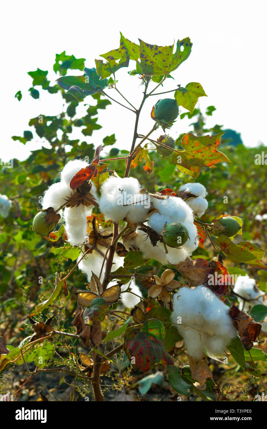 Sfera di cotone close up Foto Stock