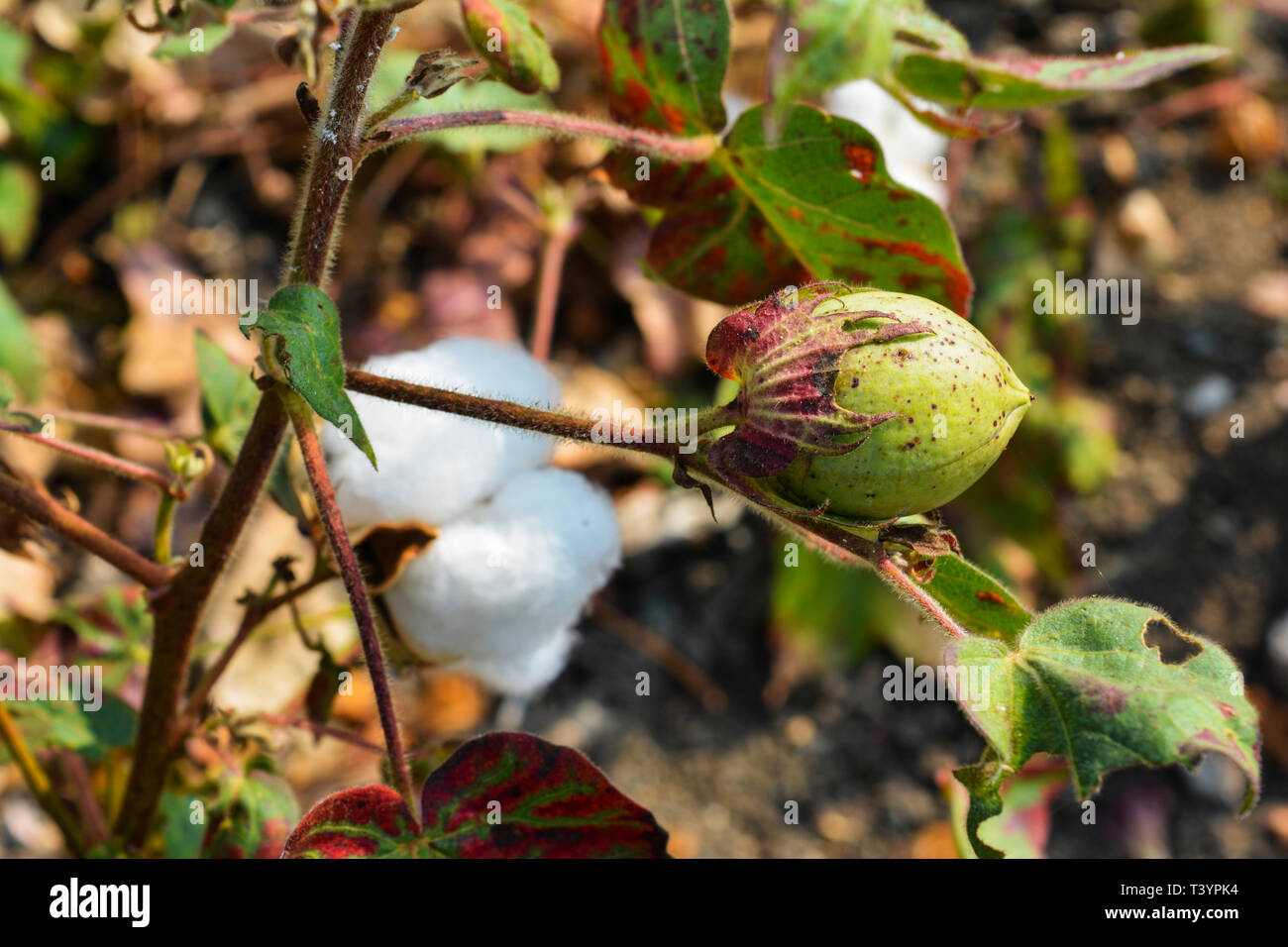 Sfera di cotone close up Foto Stock