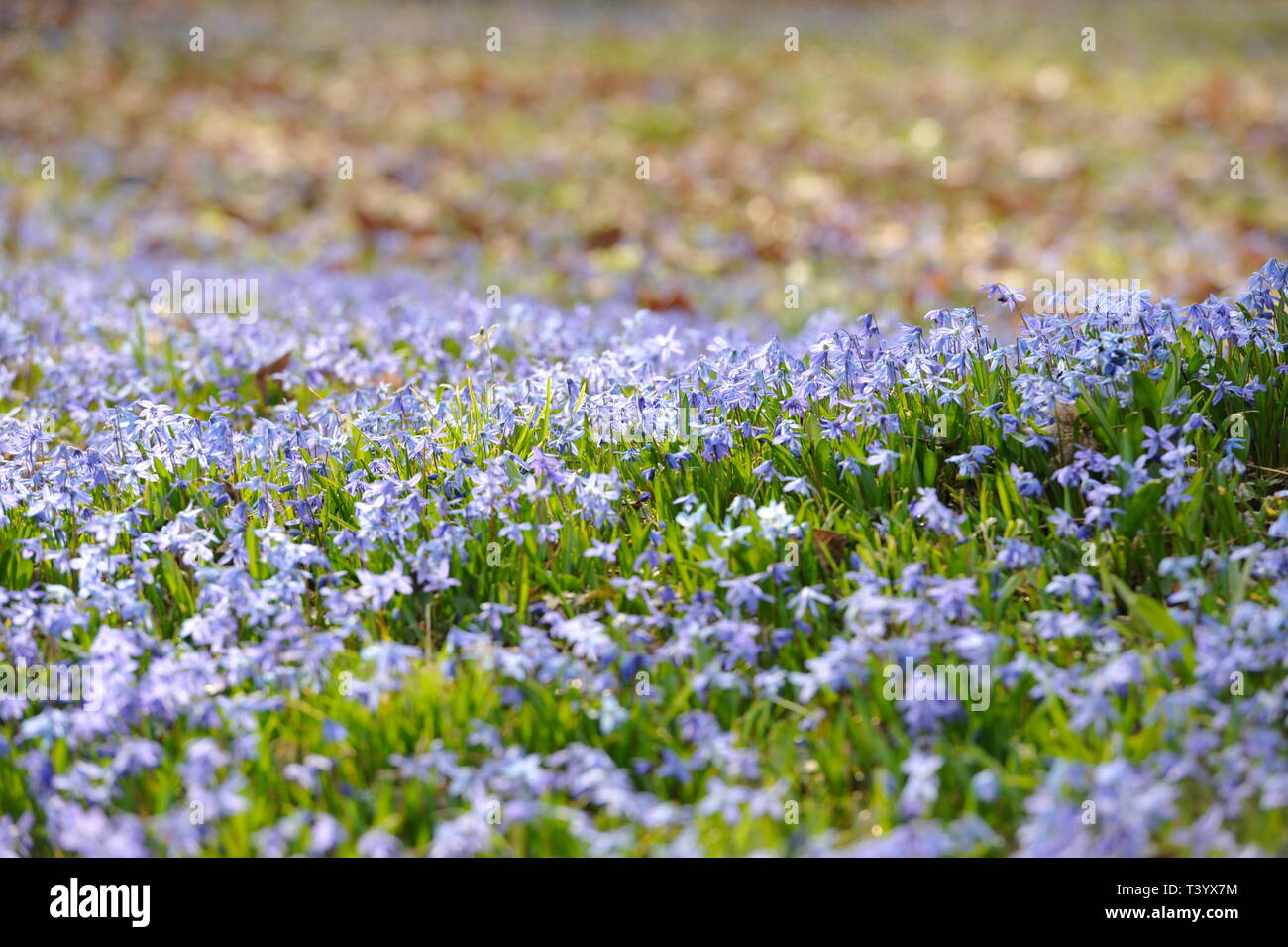 Scilla siberica Blausternchen im Park,Scilla Blütenfest Das Blaue Wunder auf dem Lindener Berg,Hannover- Linden.in Germania. Foto Stock