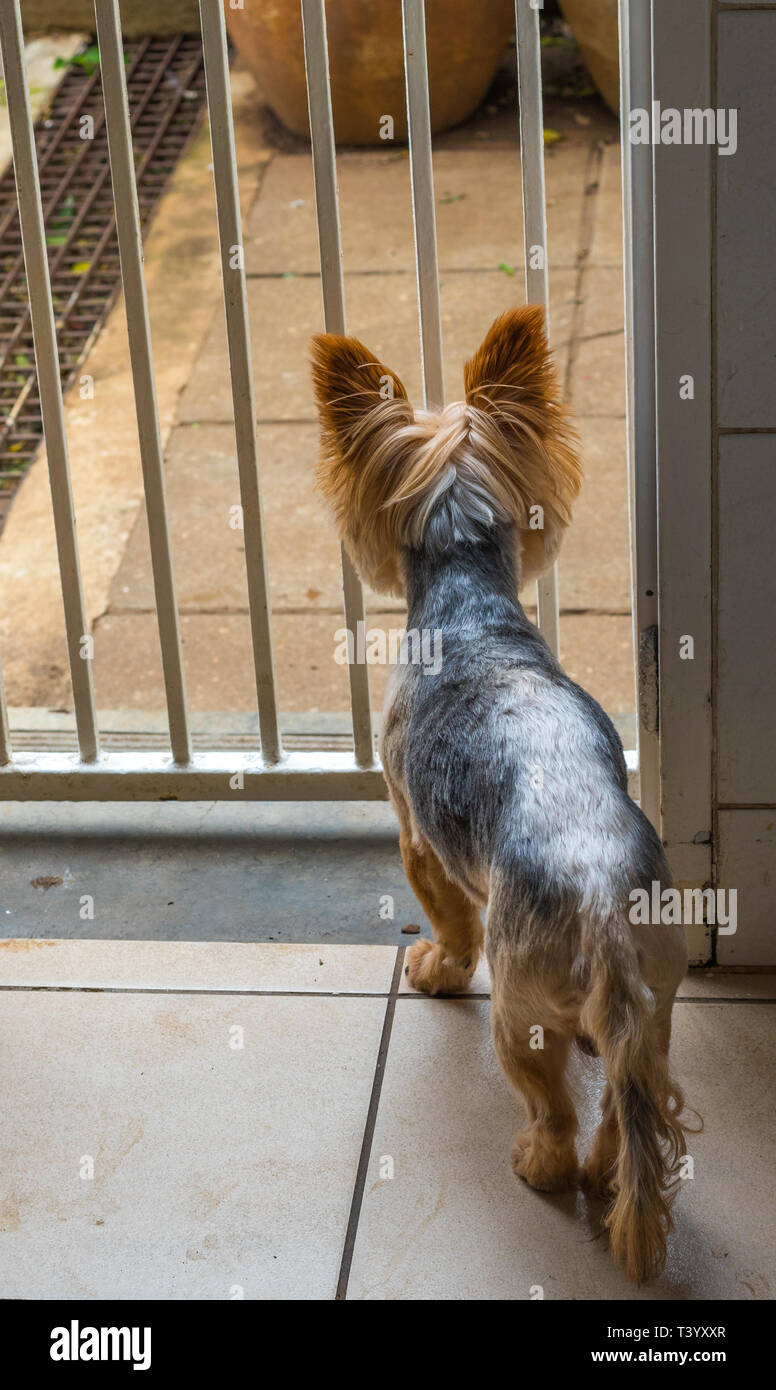 Cani in un dilemma - non può ottenere attraverso un cancello per giocare al di fuori dell'immagine con lo spazio di copia Foto Stock