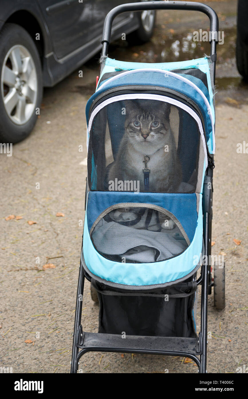 Un gatto domestico di essere trasportati in un vettore pet passeggino su ruote. Foto Stock