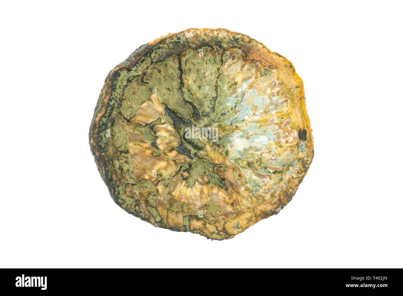 Limone ammuffito, isolata, close up, macro. Il marcio vecchia non commestibili di frutta limone dimenticata nel frigo. Foto Stock