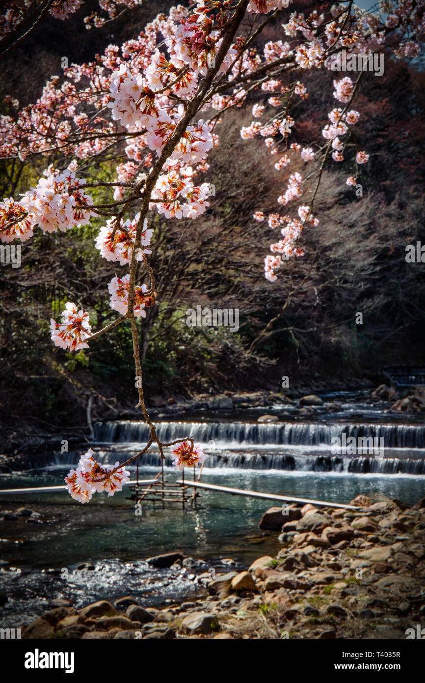 La fioritura dei ciliegi in fiore accanto a un flusso in Hakone, Giappone. Foto Stock