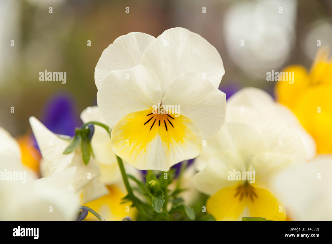 Bella Viola / Viola (Pansy) bianco e giallo. Close-up. Lo sfondo sfocato con vari altri fiori. Foto Stock