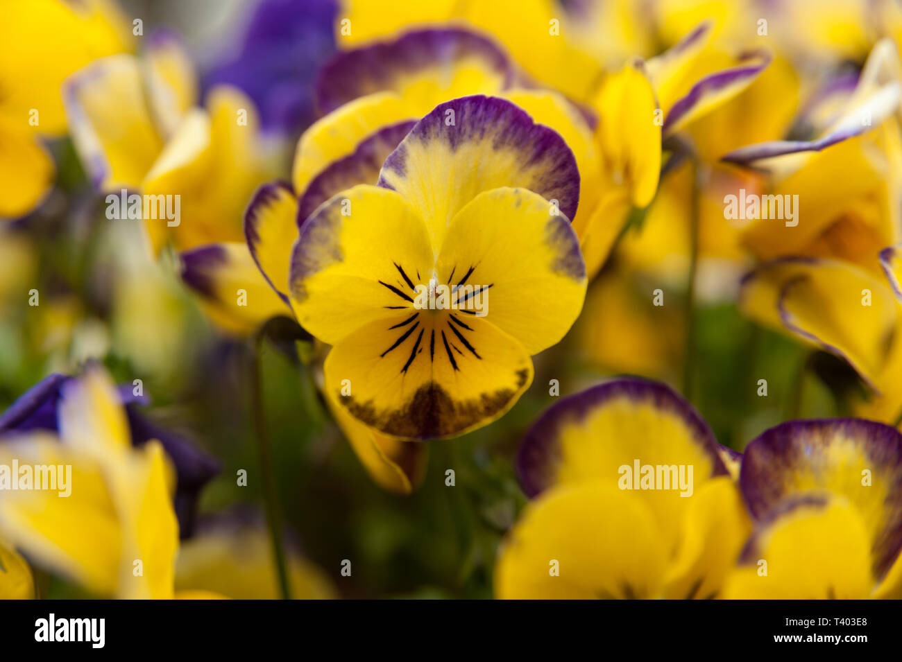 Bel giallo viola Jump Up Viola fiore. Nome scientifico: Viola cornuta. Nome comune: viola cornuta. Close-up. Lo sfondo sfocato con vari ot Foto Stock