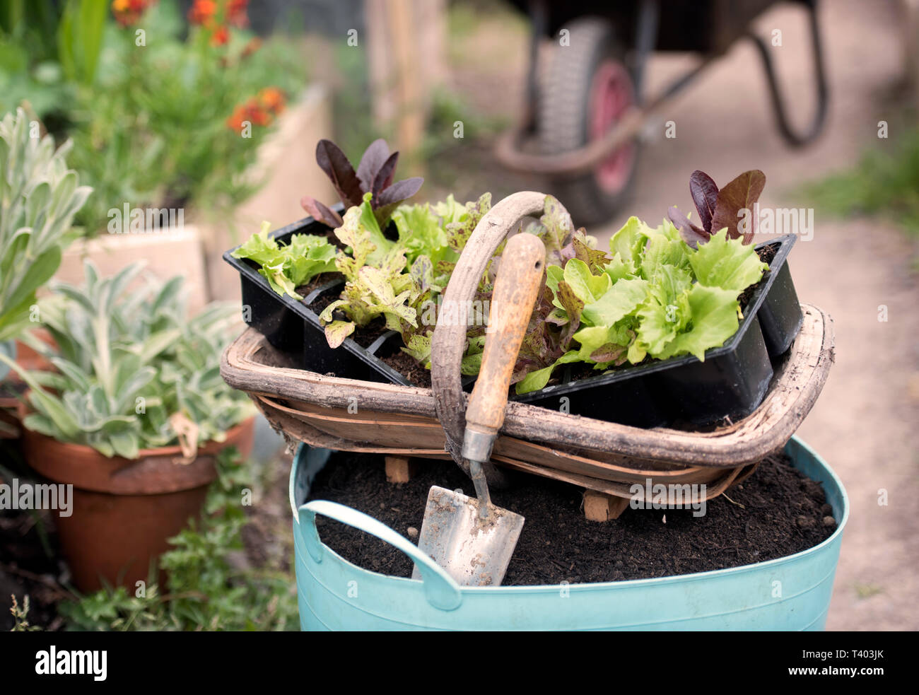 Un trugg con insalata piante per impianto in un orto comunitario a Bristol REGNO UNITO Foto Stock