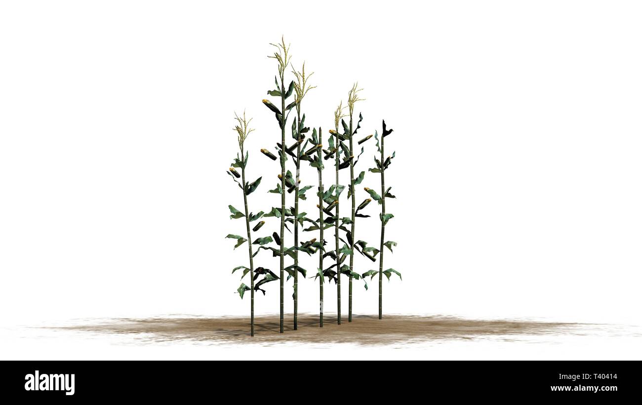 Un gruppo di piante di mais - isolato su sfondo bianco Foto Stock