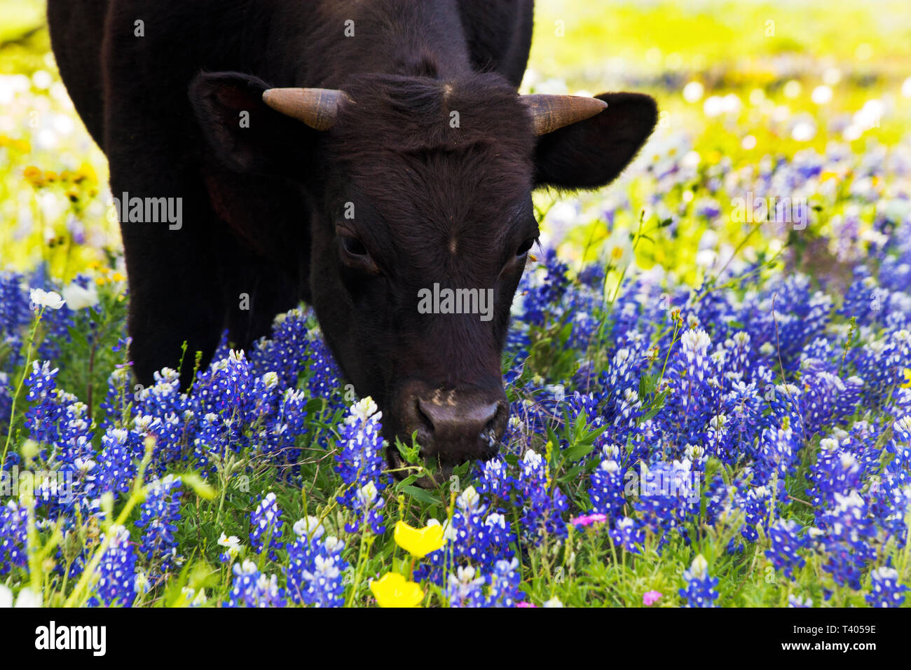 Mucca nera pascolare nel selvaggio Hill Country Bluebonnets in Texas Foto Stock