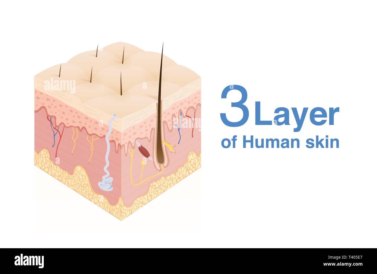 3 strato di pelle umana in stile isometrico. per schema medico. Illustrazione Vettoriale