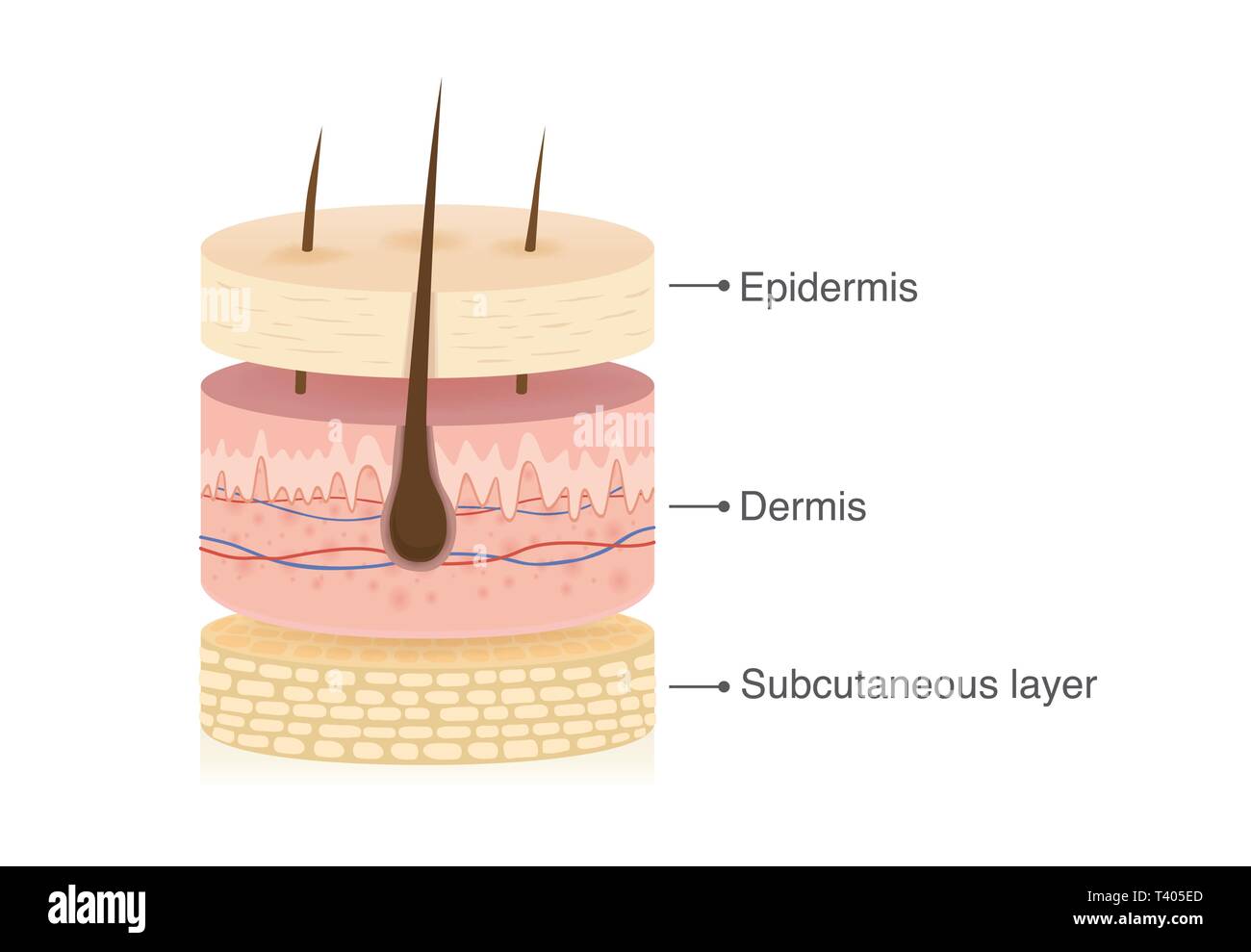 Tre principali strato della pelle umana con dimensione 3 a forma di cerchio. Illustrazione Vettoriale