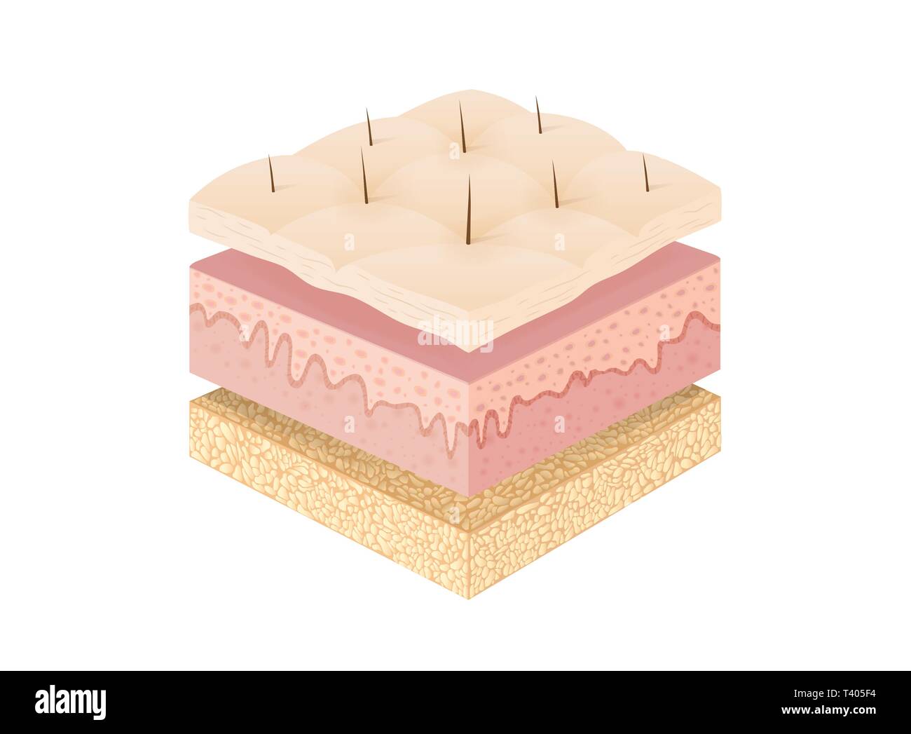 Lo strato di pelle umana per schema medico. Illustrazione Vettoriale