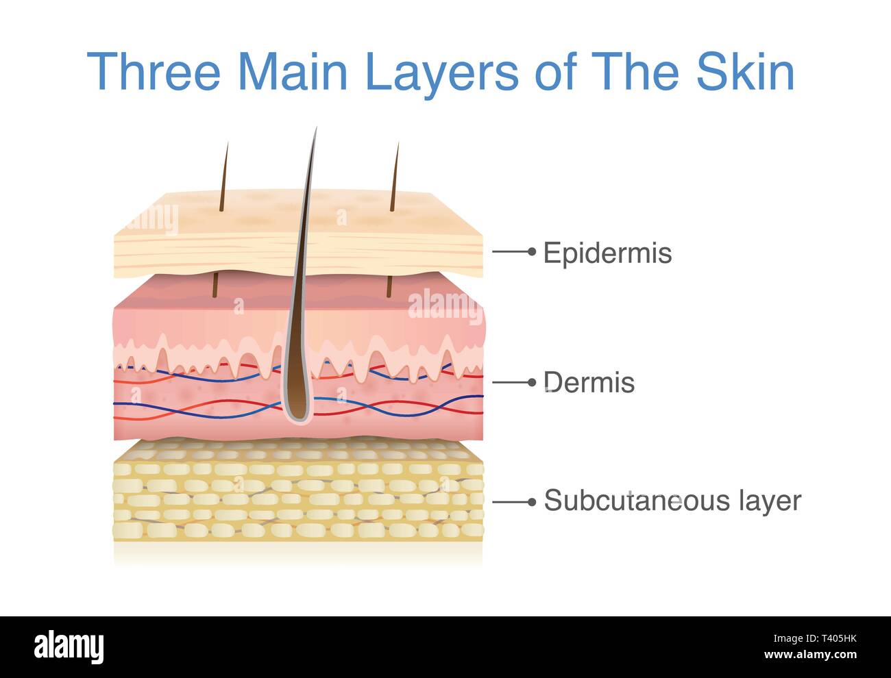 Tre principali strato della pelle umana. Illustrazione Vettoriale