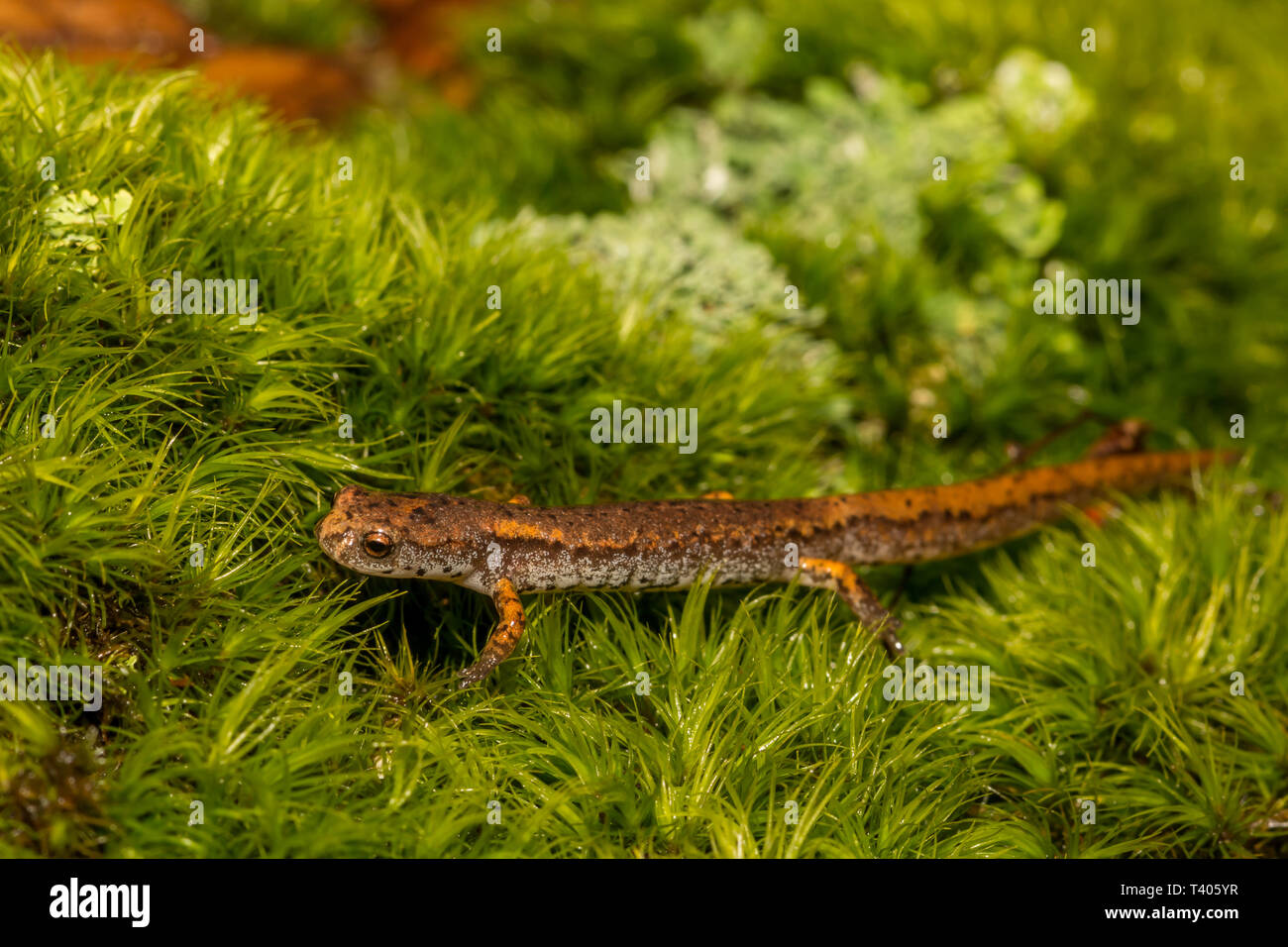 Quattro-toed Salamander (Hemidactylium scutatum) Foto Stock