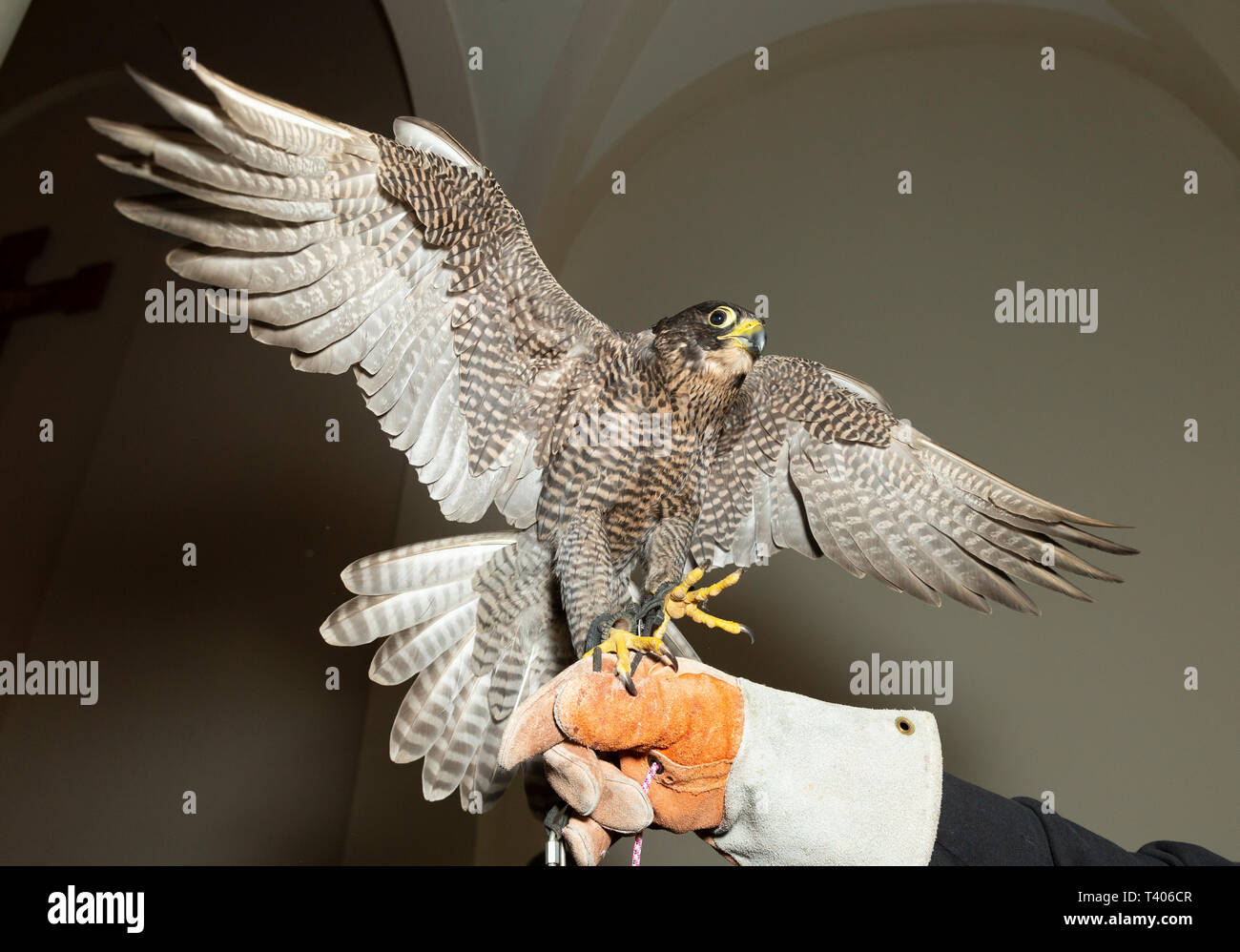 New York Ny Aprile 5 2019 Falco Pellegrino Si Siede