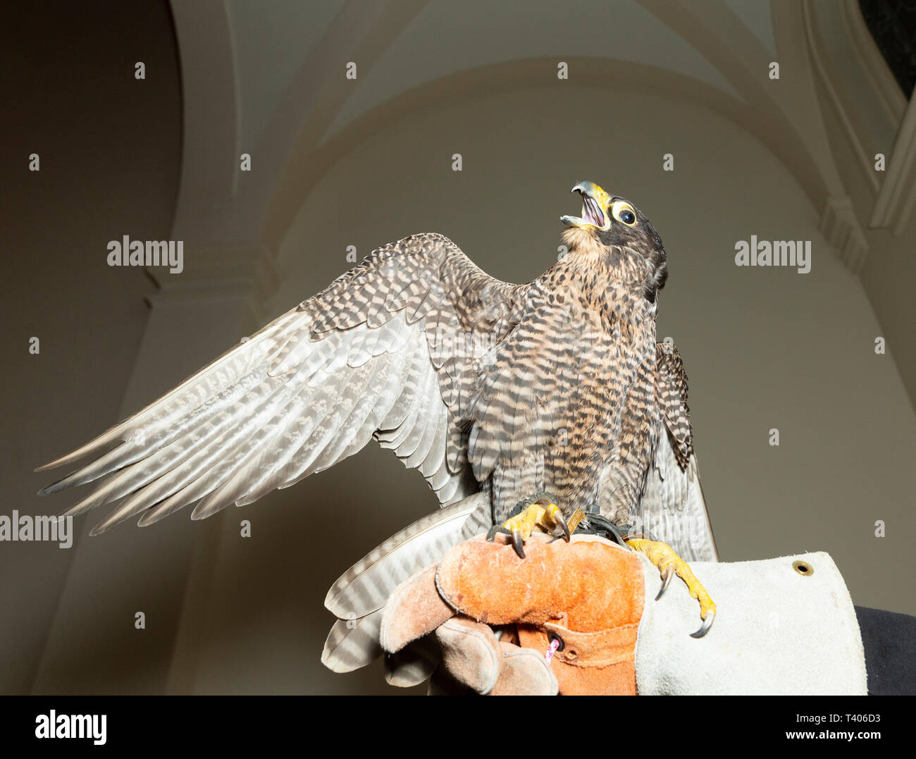 New York Ny Aprile 5 2019 Falco Pellegrino Si Siede