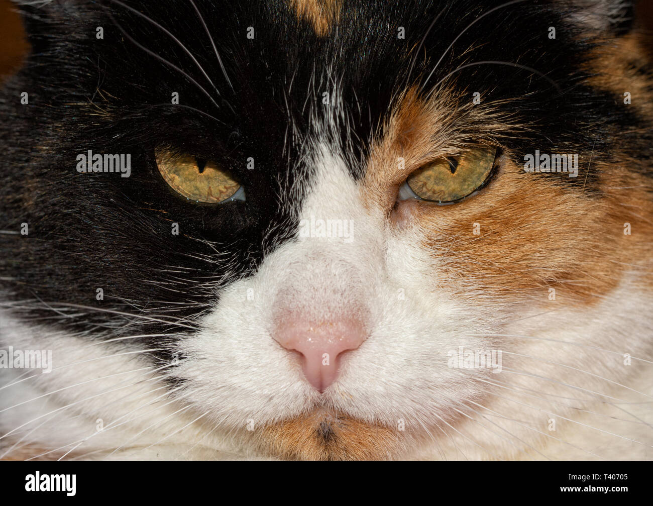Primo piano di una gatta calico del volto, fissando il viewer minacciosamente Foto Stock