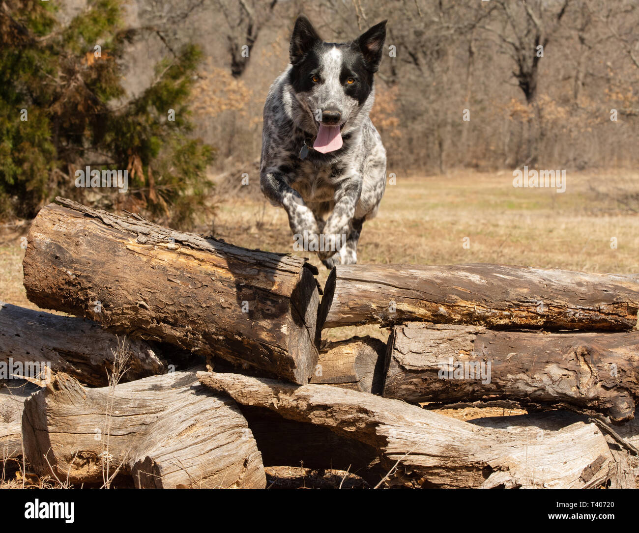 Texas Heeler dog saltando su una pila di tronchi verso il visualizzatore Foto Stock