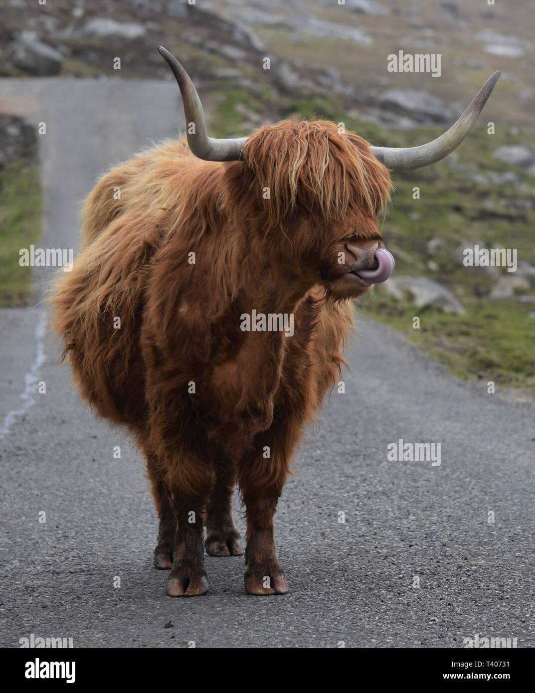 Highland mucca sulla strada leccare il naso Foto Stock