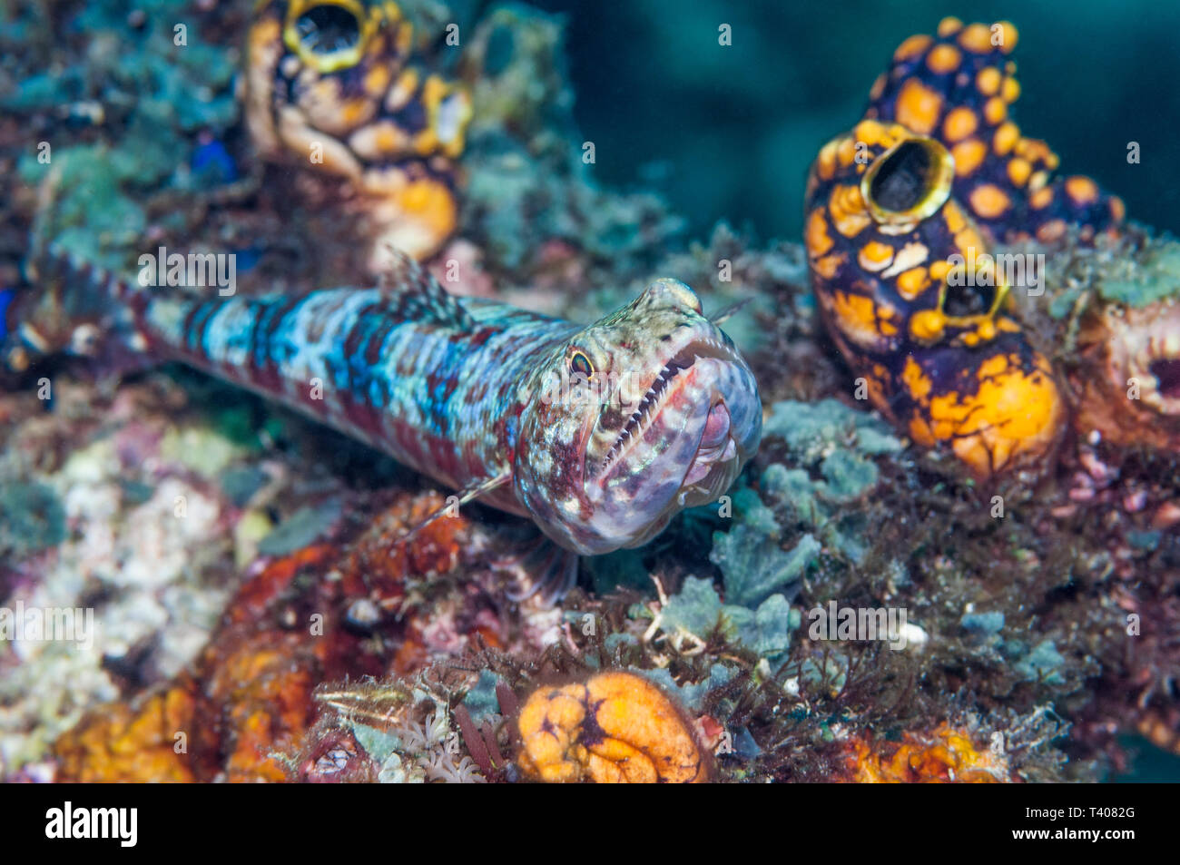 Reef Lizardfish [Synodus variegatus] che giace accanto al Golden mare schizza [Polycarpa aurata]. Mabul, Malaysia. Indo-West pacifico. Foto Stock