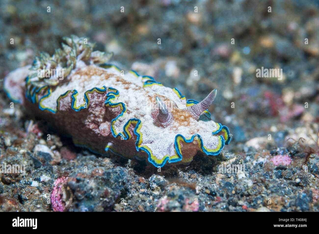 Nudibranch - Glossodoris acosti. Bunaken Marine Park, Nord Sulawesi, Indonesia. Indo-West pacifico. Foto Stock