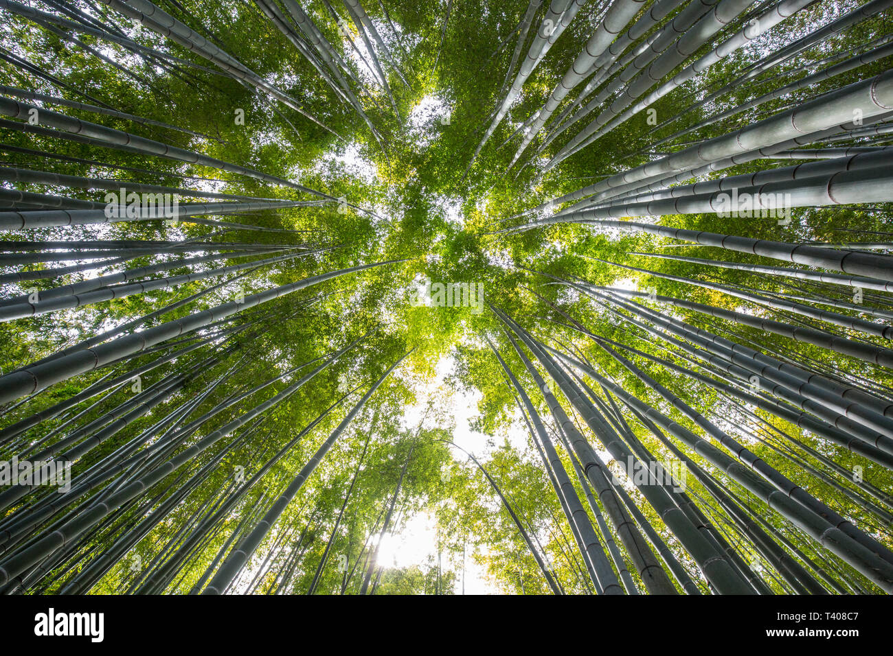 Kimono nella foresta di bamboo ,KAMAKURA/Giappone Foto Stock