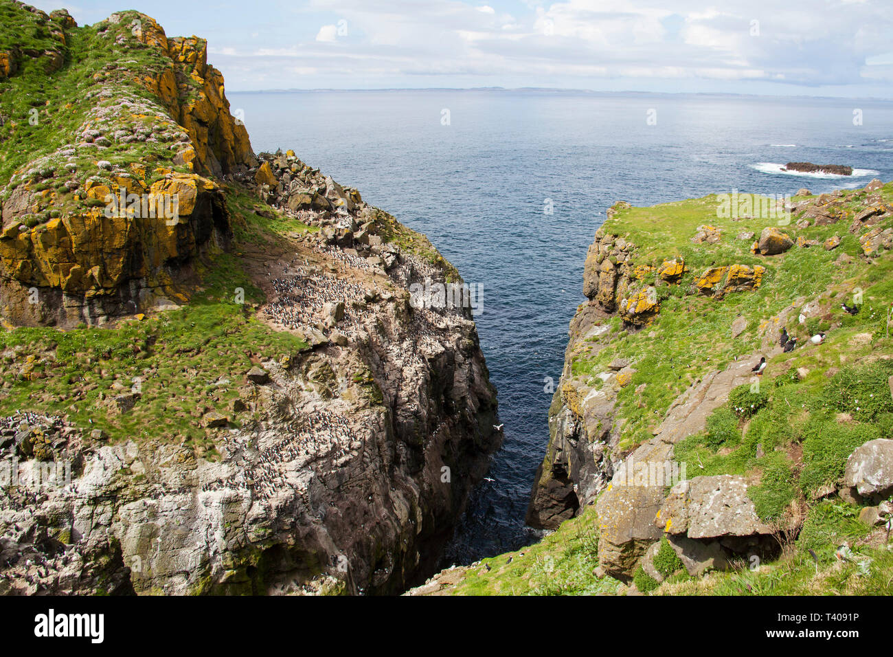 Colonia nidificazione di comune guillemot Uria aalge e Atlantic puffin Fratercula arctica Lunga isola Treshnish Isole Ebridi Interne Argyll and Bute Scotl Foto Stock