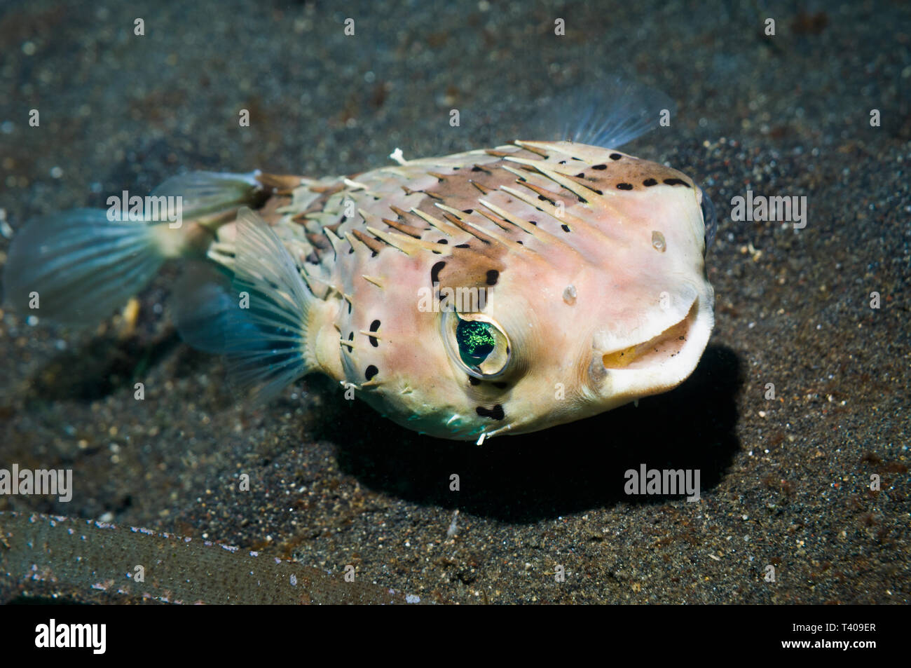 Freckled Porcupinefish [Diodon holocanthus]. Nord Sulawesi, Indonesia. Indo-West pacifico. Foto Stock