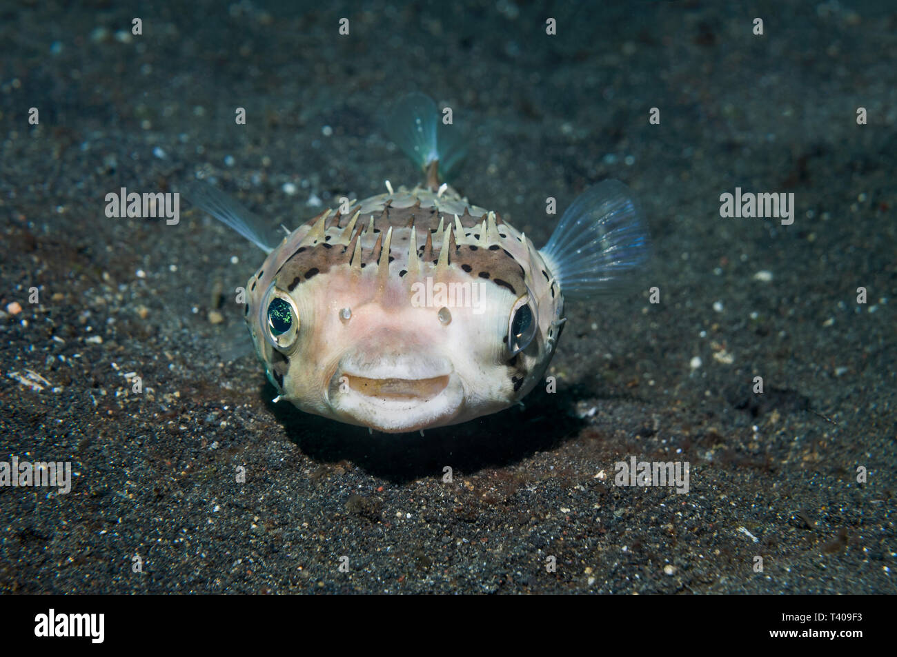 Freckled Porcupinefish [Diodon holocanthus]. Nord Sulawesi, Indonesia. Indo-West pacifico. Foto Stock