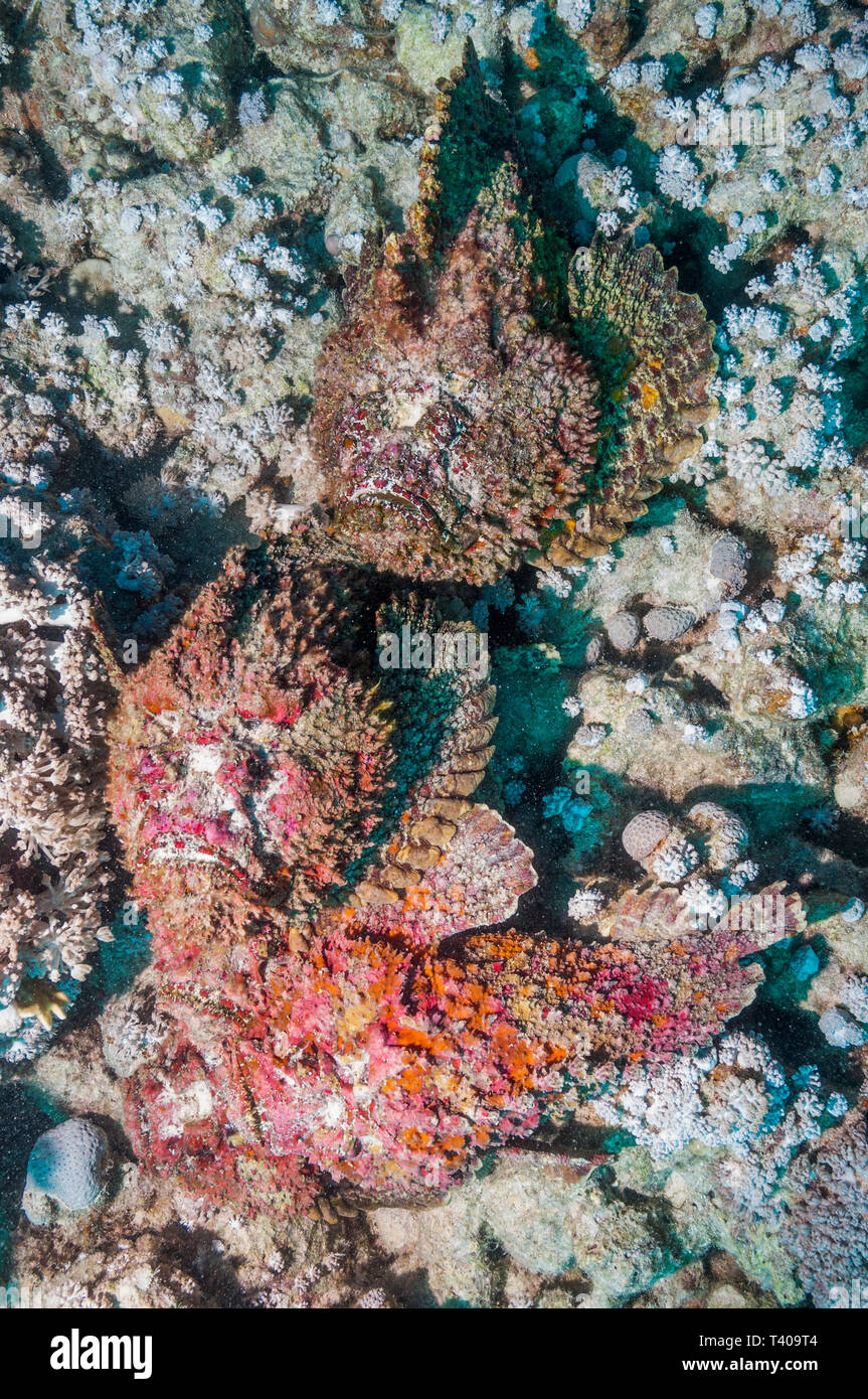 Reef pesci pietra [Synanceia verrucosa] Congregazione di accoppiamento. Egitto, Mar Rosso. Indo-West pacifico. Foto Stock