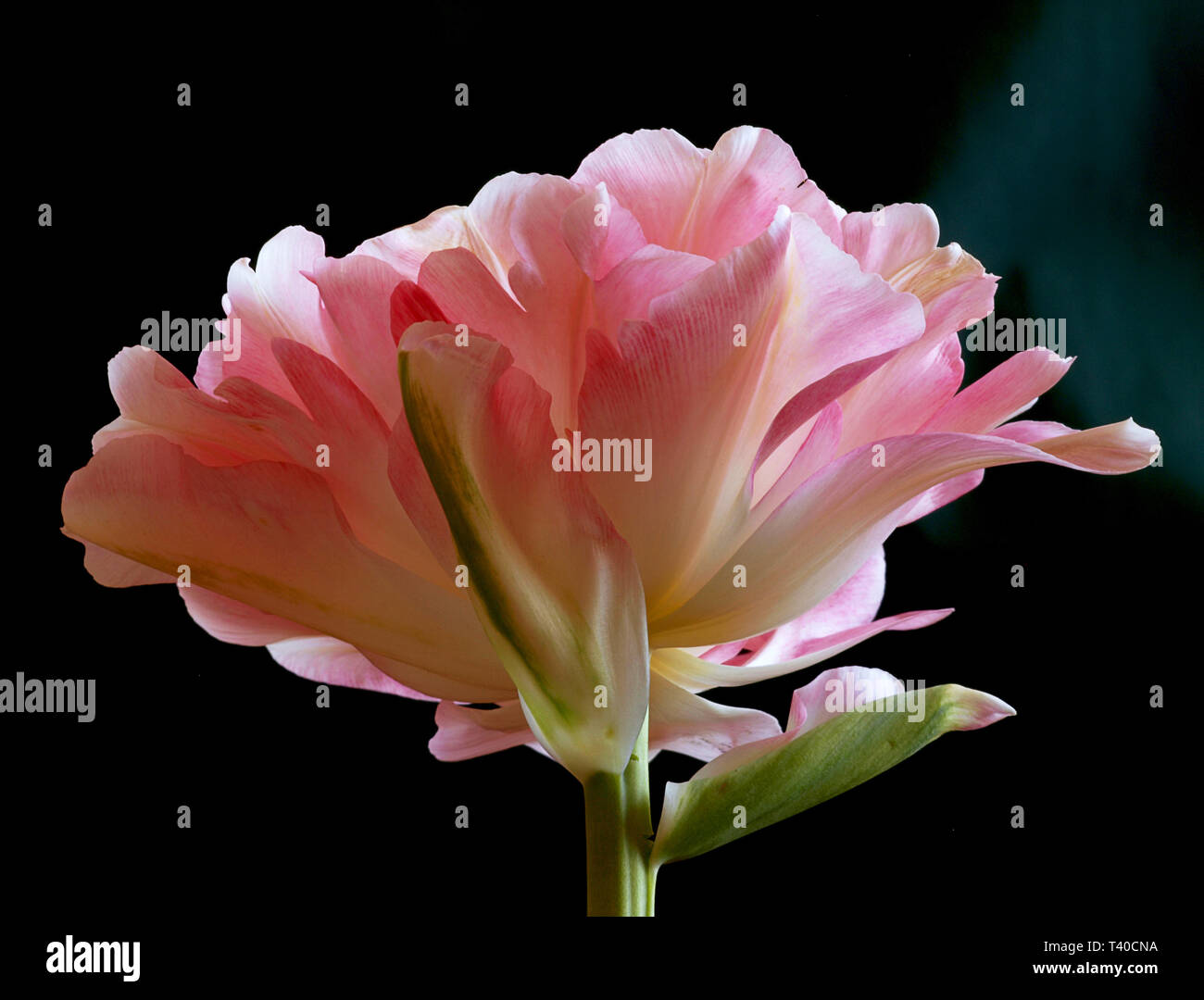 Bellissima ed elegante rosa rosy bella tulip su sfondo nero Foto Stock