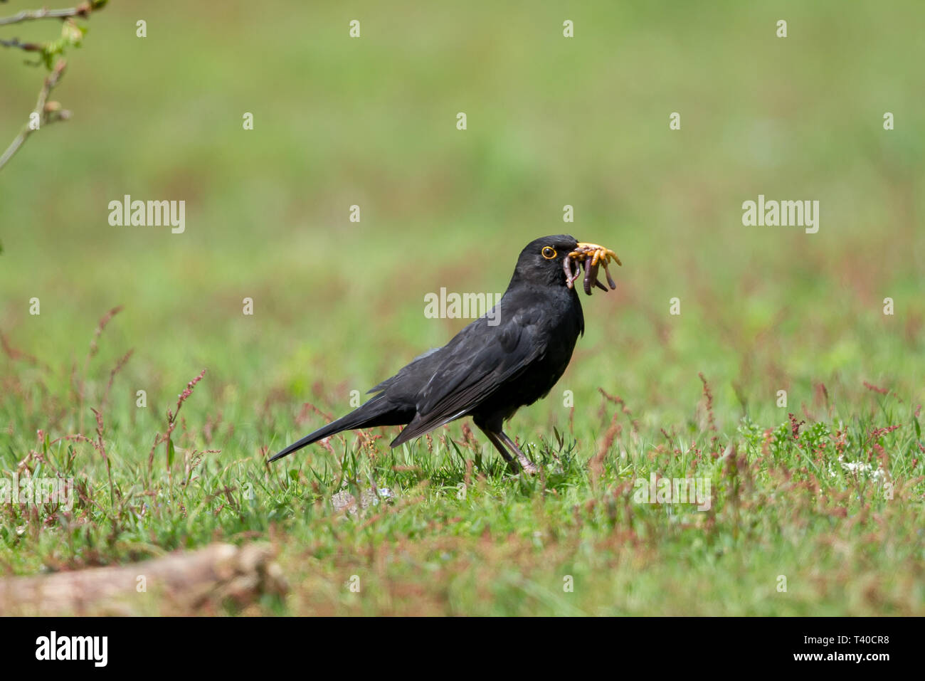 Un comune blackbird sul terreno in primavera la raccolta di worm per i suoi pulcini Foto Stock